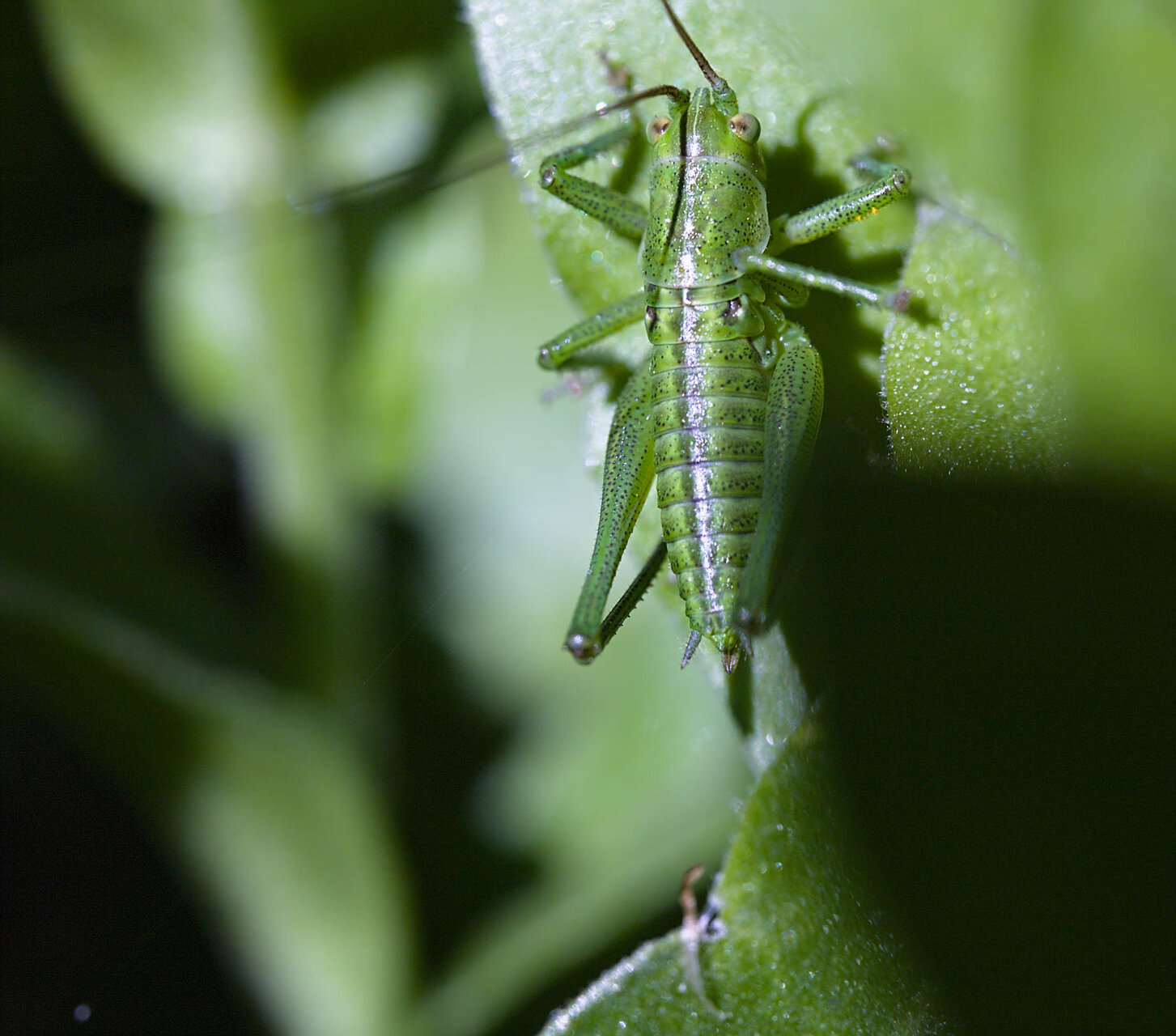 Зелен по природа от Stoqn - fotocrop