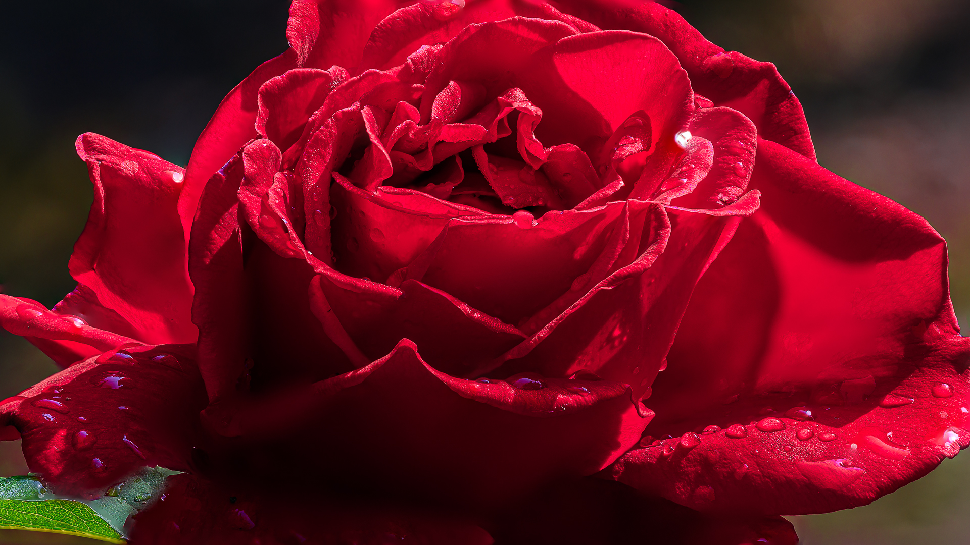 Червена роза след дъжда от Milen Mladenov - resco