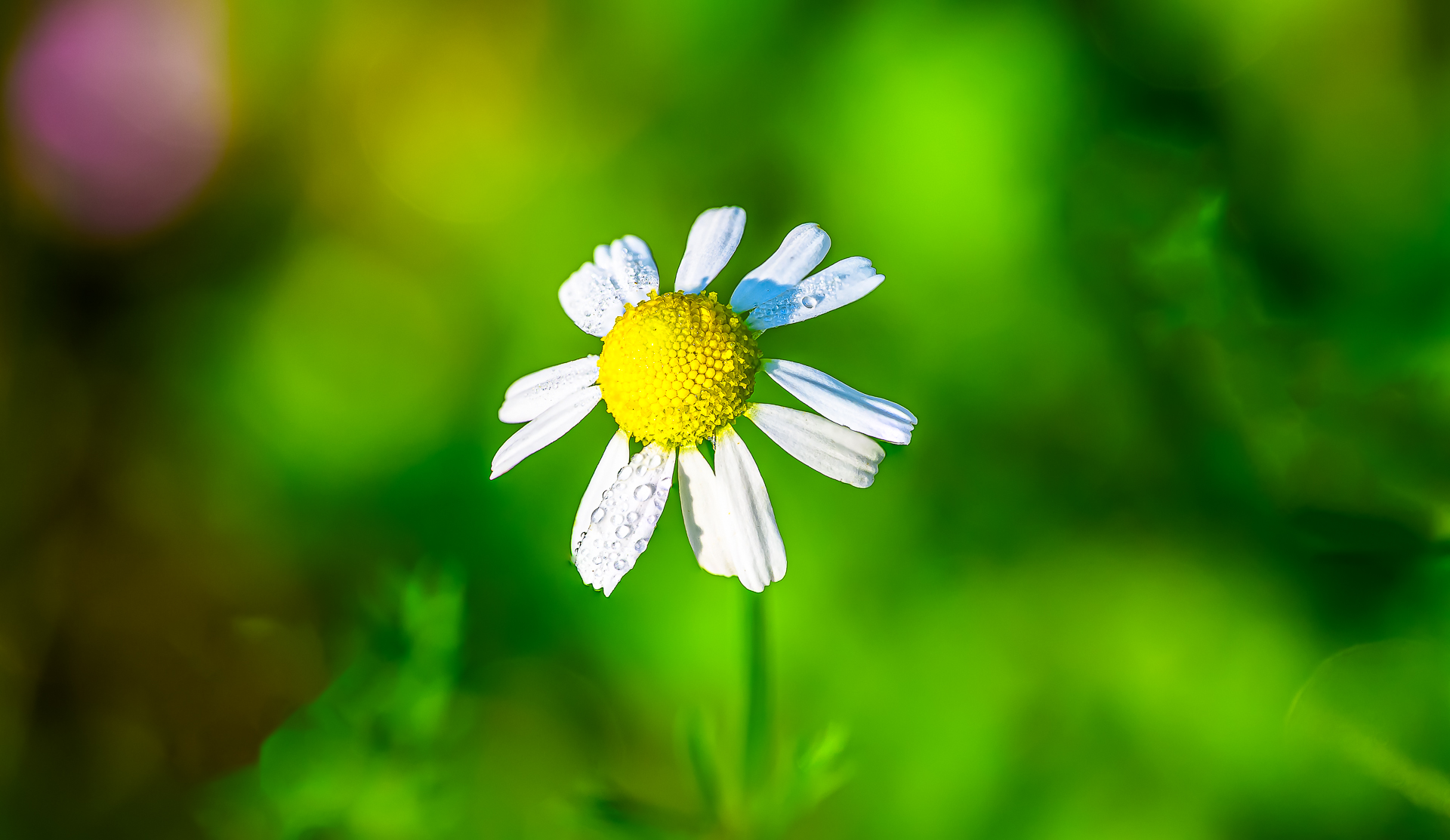 Маргаритка от Milen Mladenov - resco