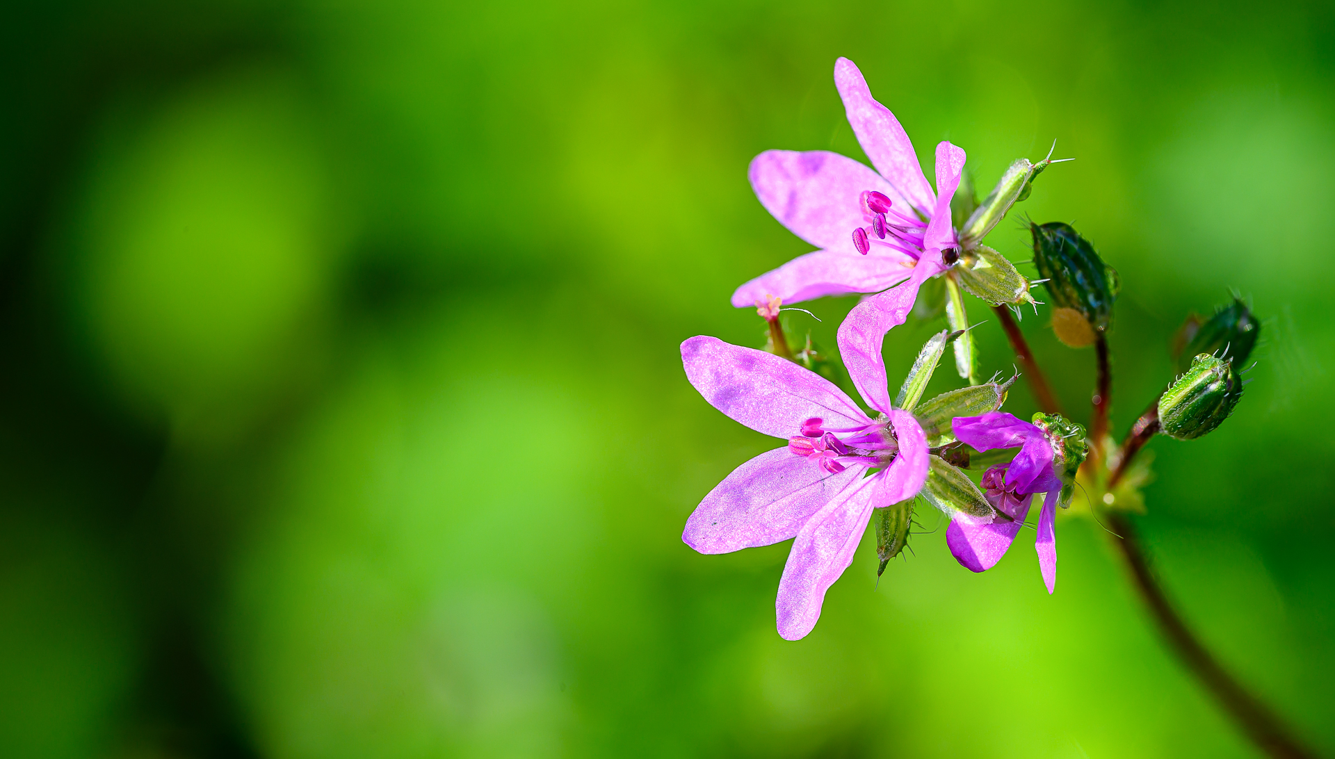 Макро на малко розово цвете от Milen Mladenov - resco