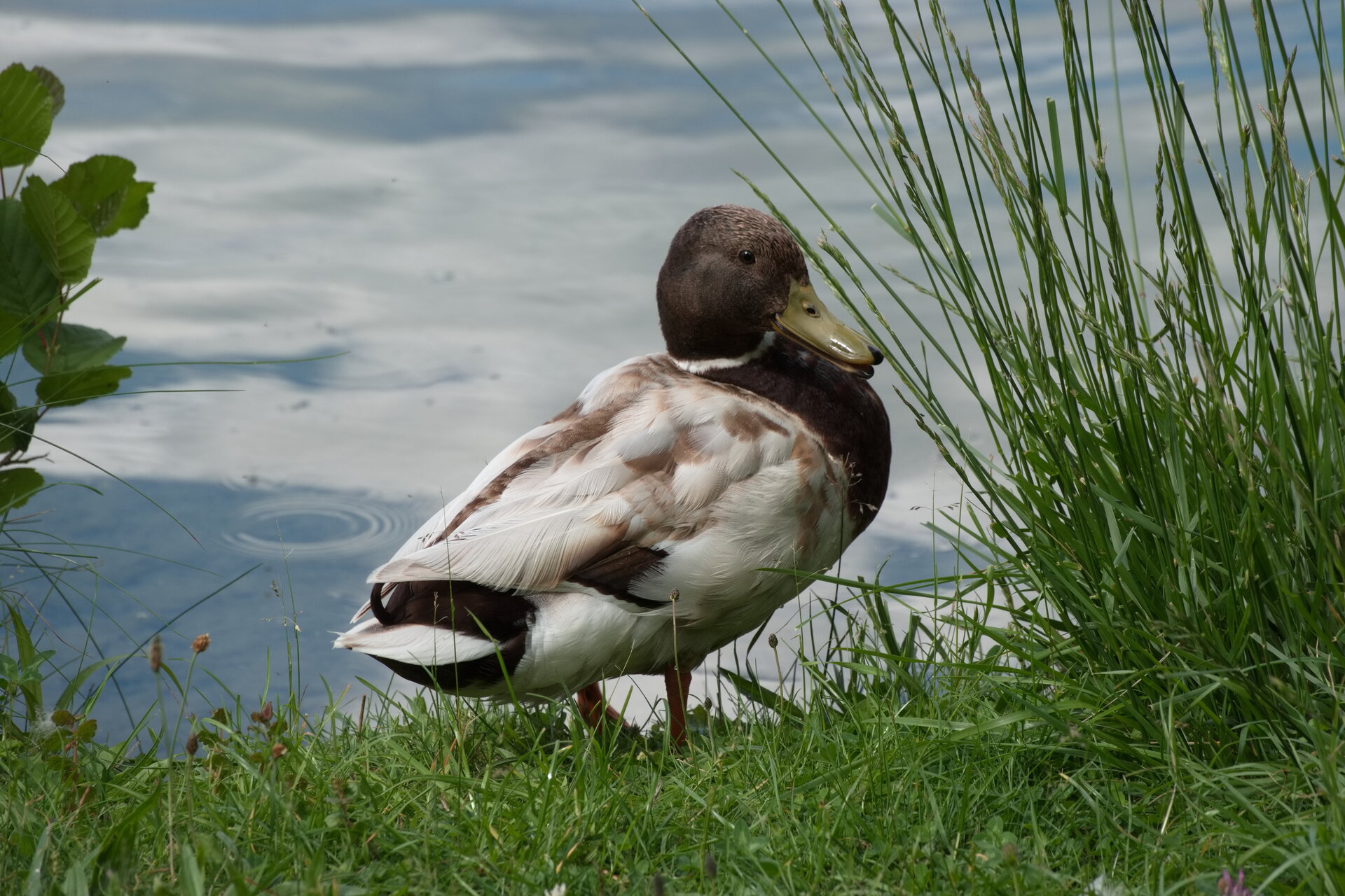 Различната Дама-патица от Marina Nizamska - marinizam