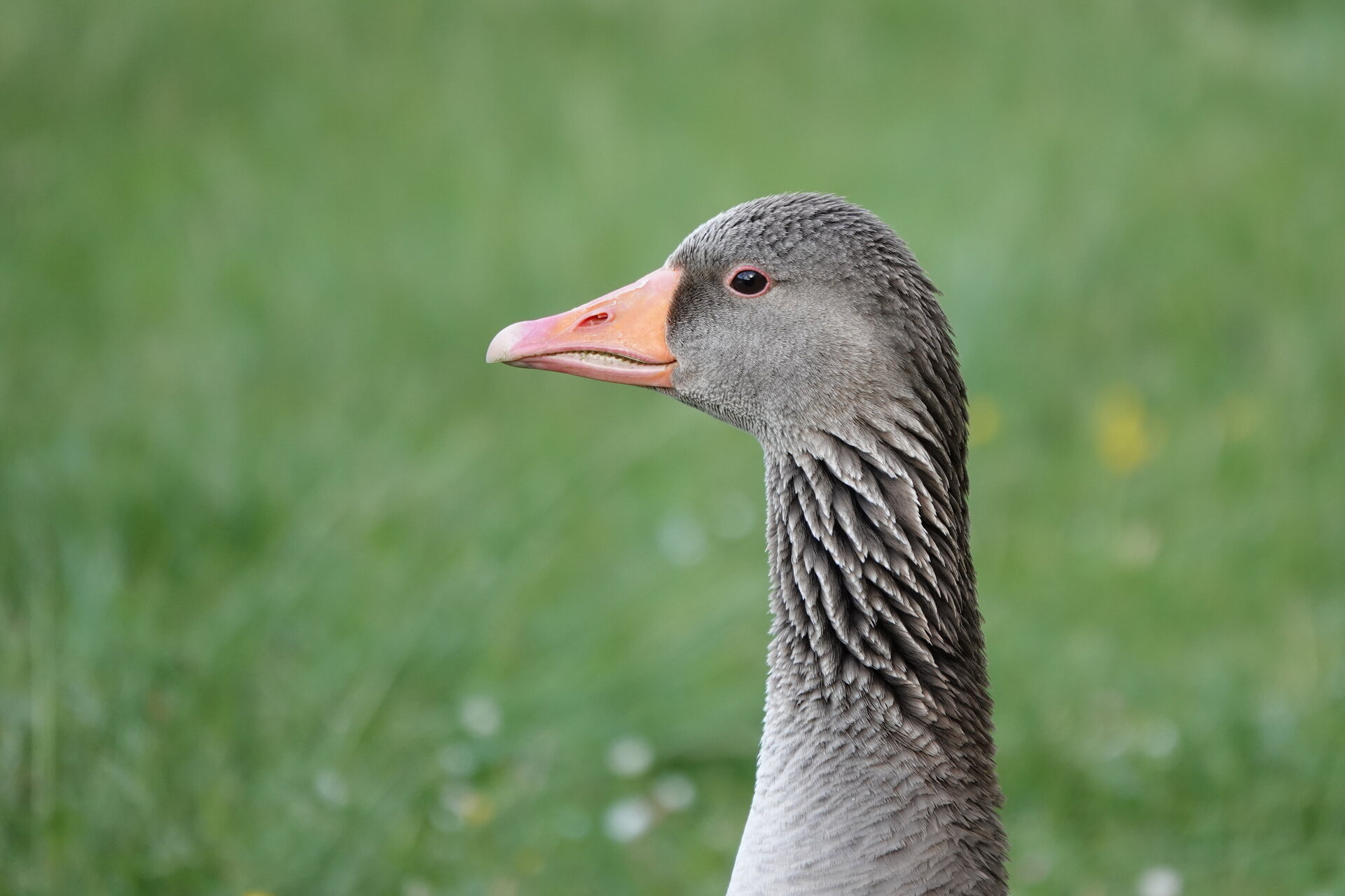 Портрет на сив гъсок от Marina Nizamska - marinizam