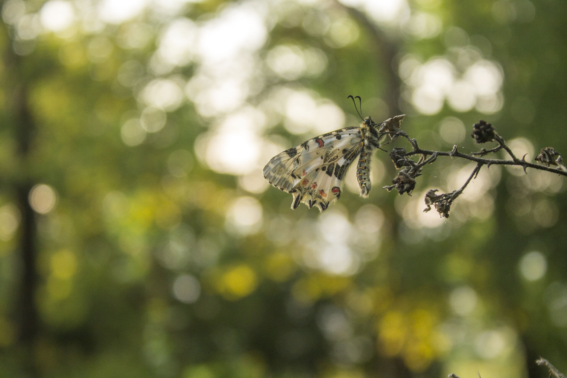 Почивка на залез слънце от iliya levkov - levkov87