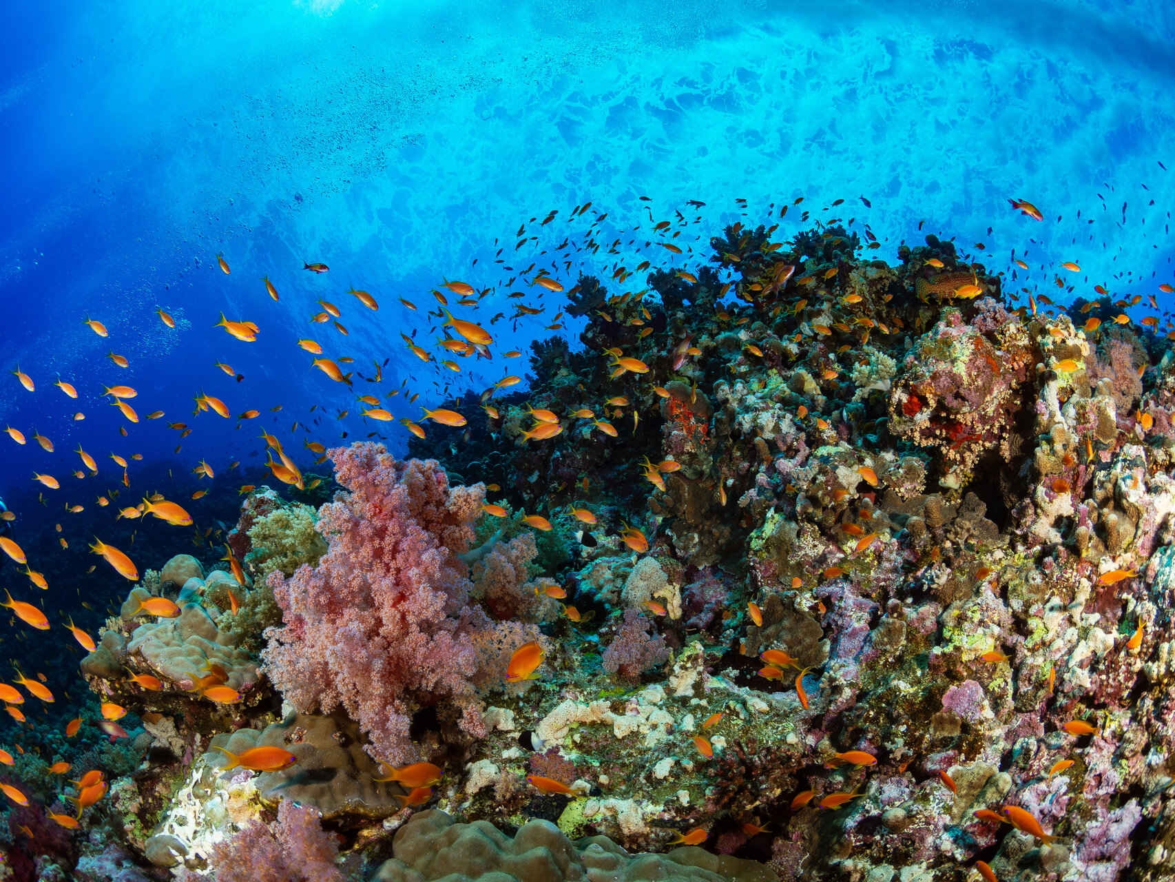 Still Alive от Atanas Yanev - Tanass