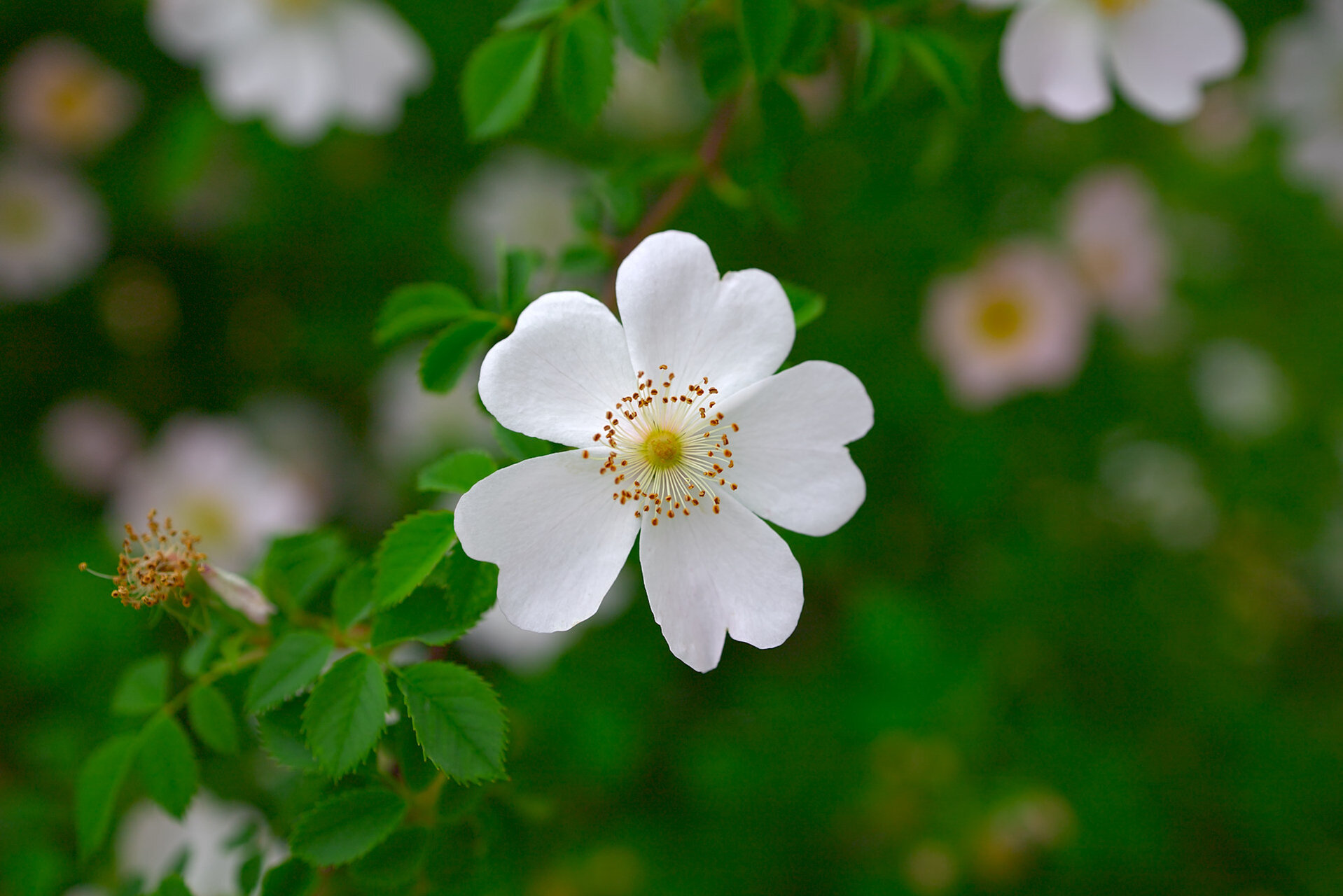 Шипка от Stoqn - fotocrop