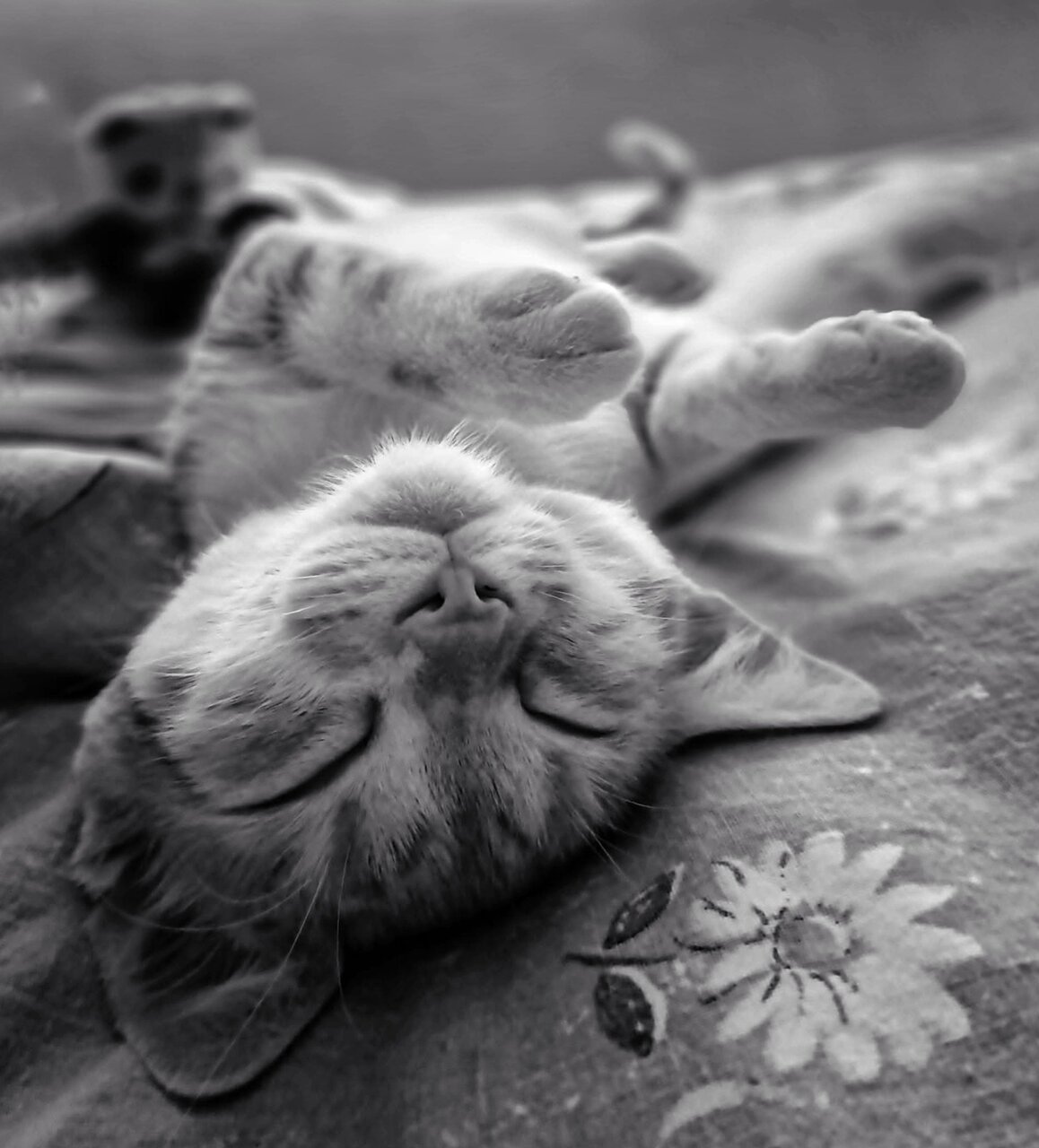 галерия/ Моят свят от Elena Vasileva - elena55