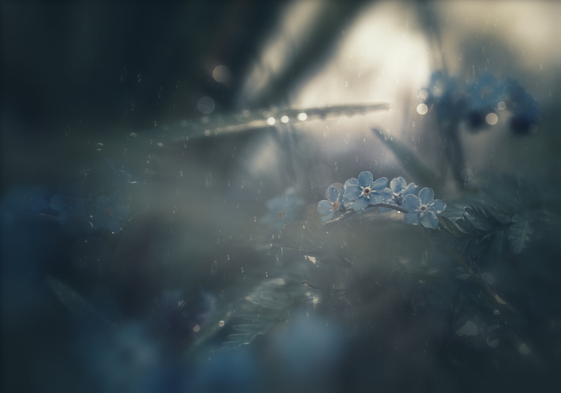 ... от Nikki Georgieva  V E G A N I K - vega_nik