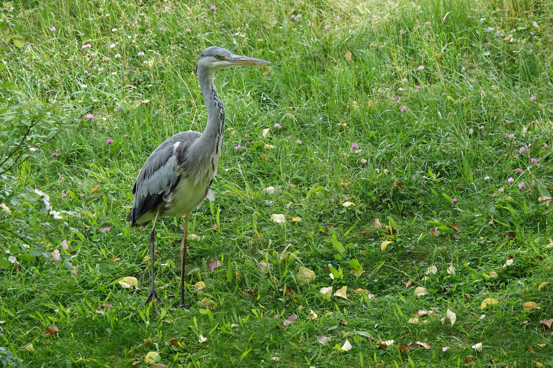 Острие в зеленината от Marina Nizamska - marinizam