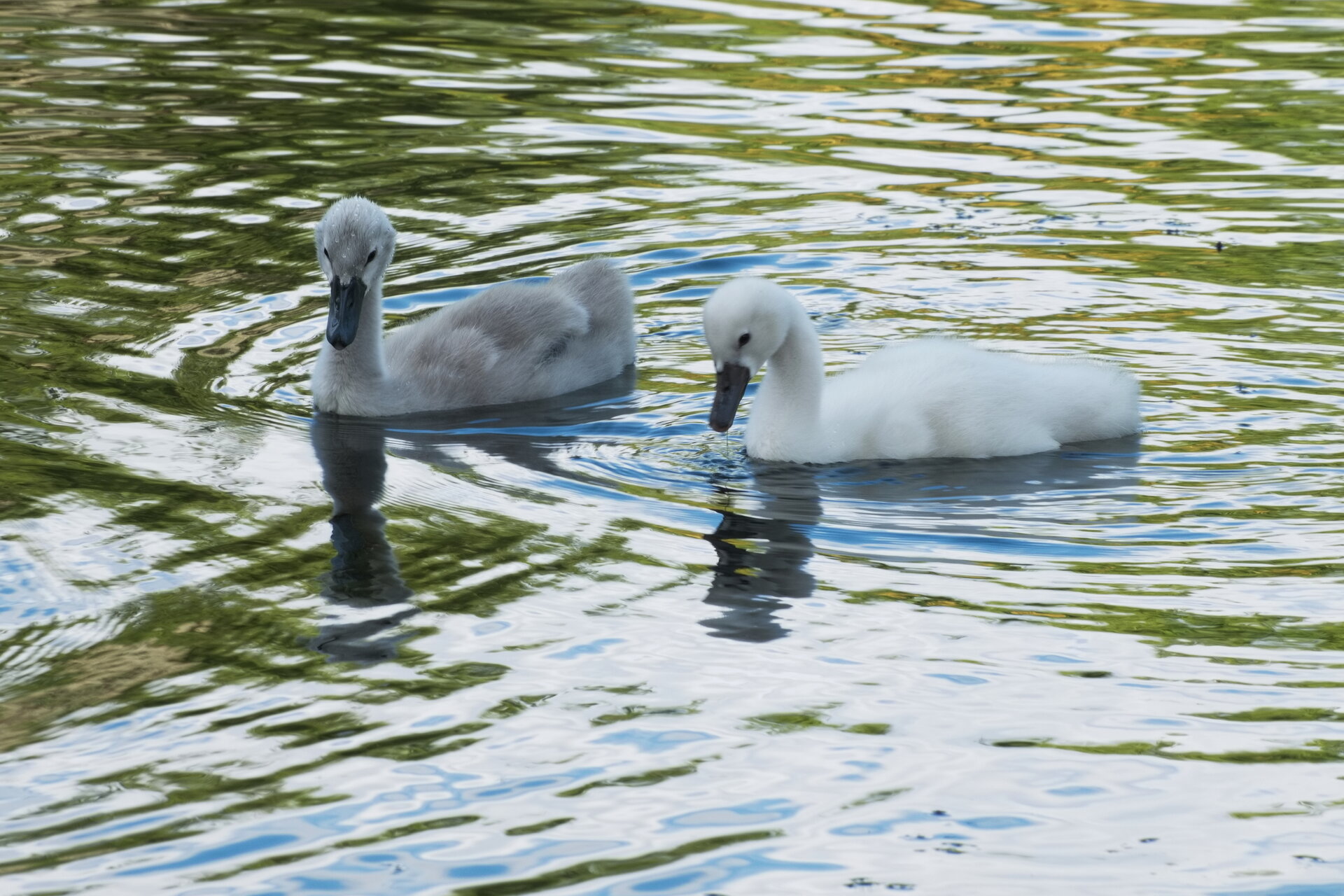 Нежност в два нюанса от Marina Nizamska - marinizam
