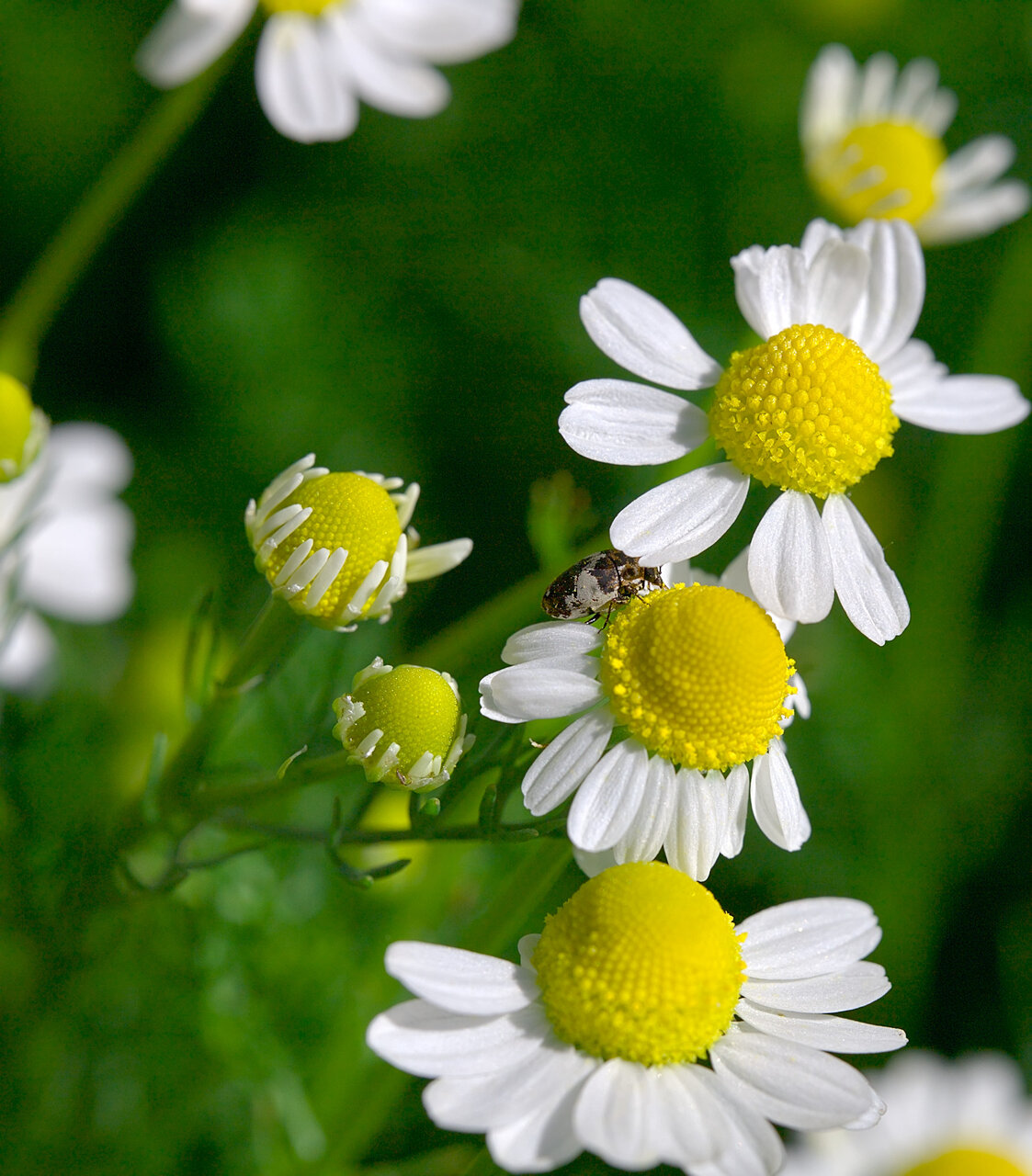 Лайкучка 1 от Stoqn - fotocrop