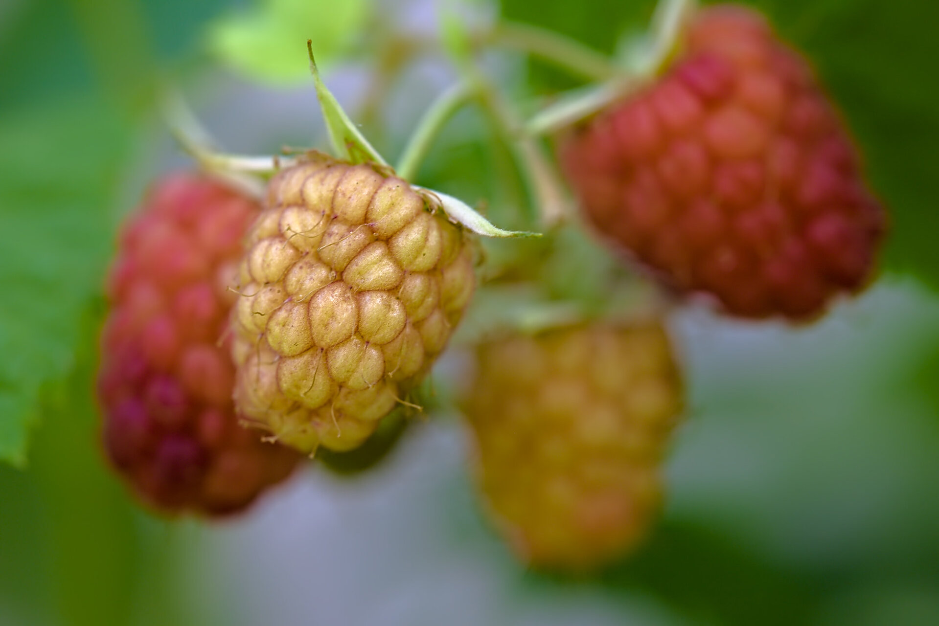 Да озрееш! от Stoqn - fotocrop