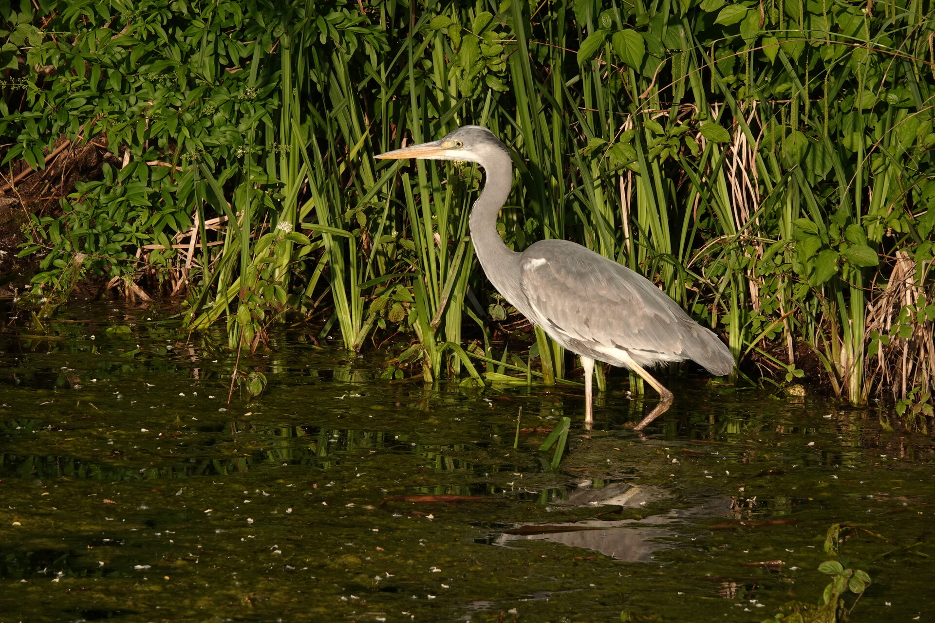В крачка с тишината! от Marina Nizamska - marinizam