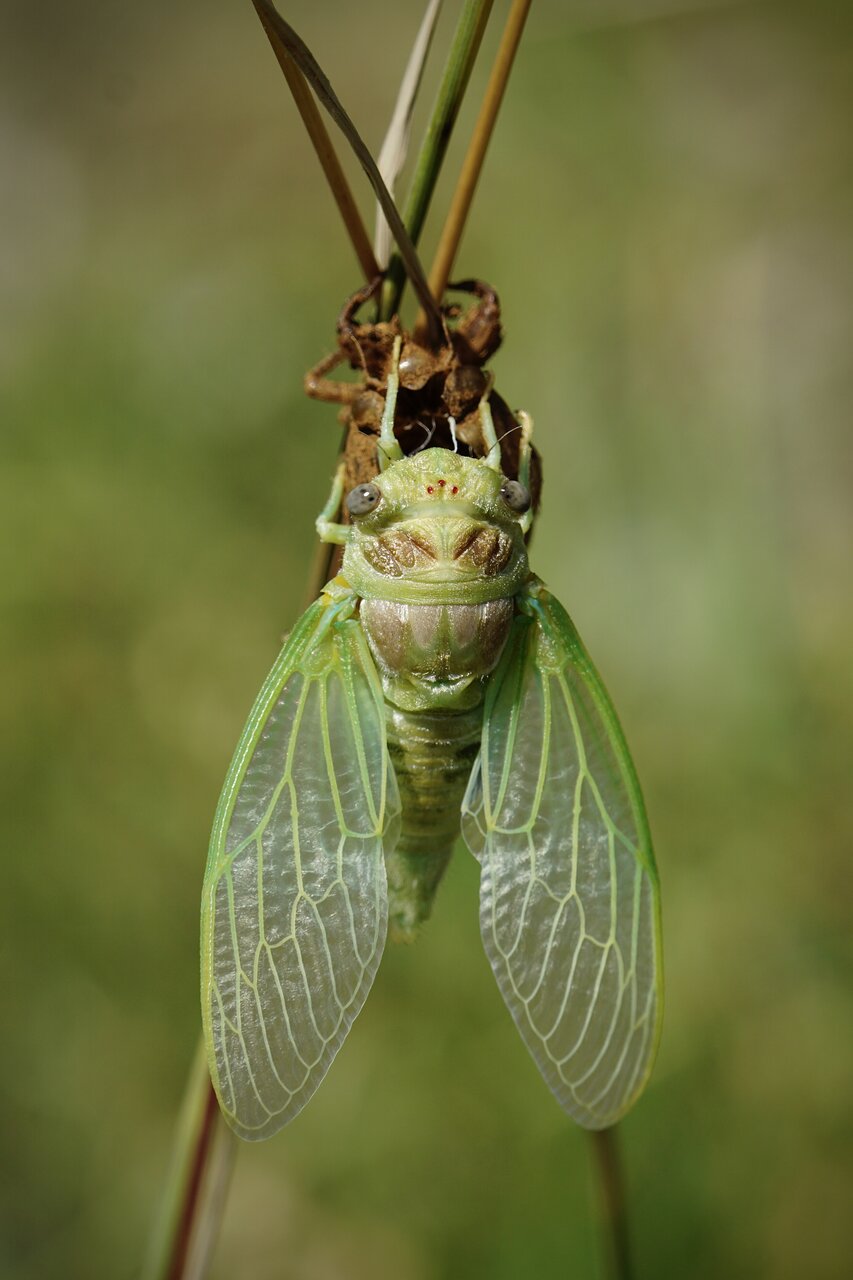 Цикада от Stanislav Angelov - Stanimakis