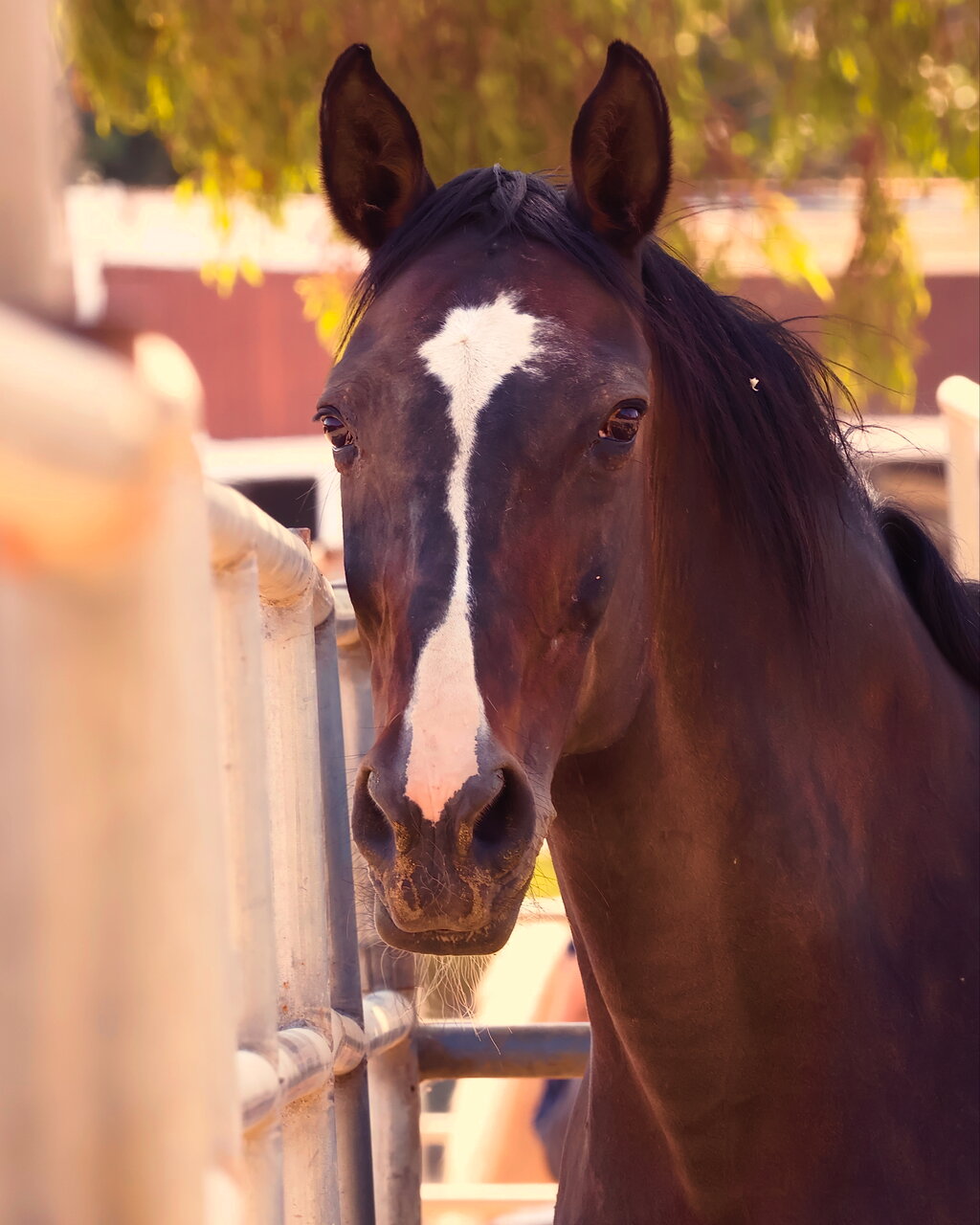 Вихрогон от GIren Garabedyan - Iren_Gphoto