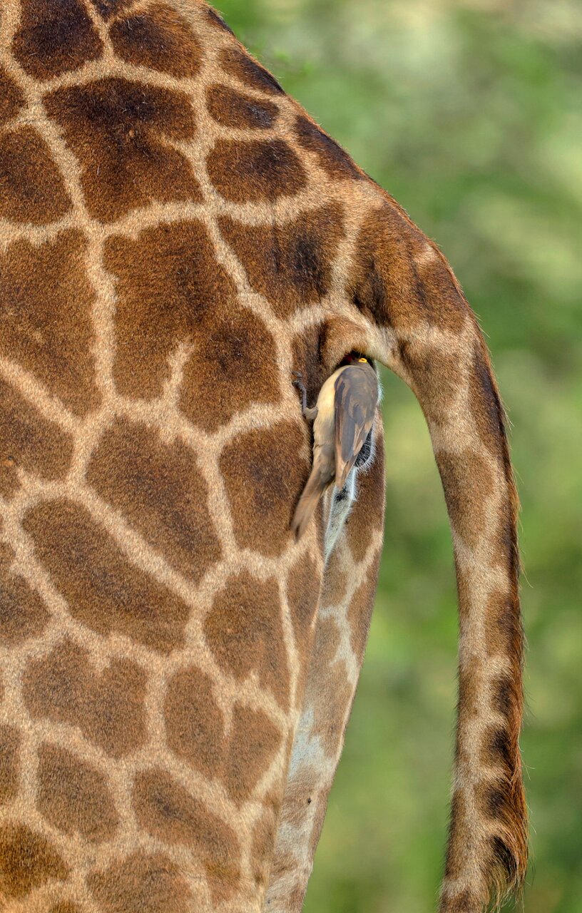 Cleaning Service от Dimitar Nedelchev - dametoo