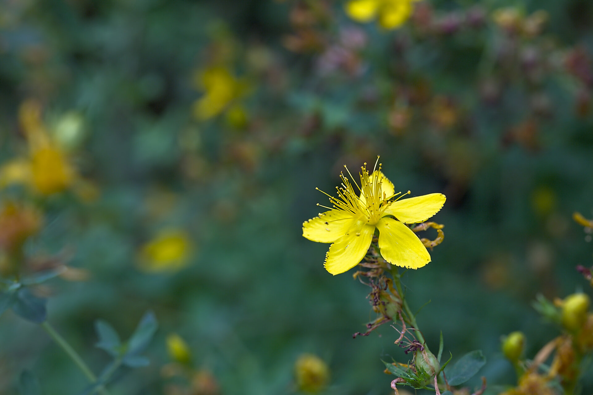 Жълт кантарион от Stoqn - fotocrop