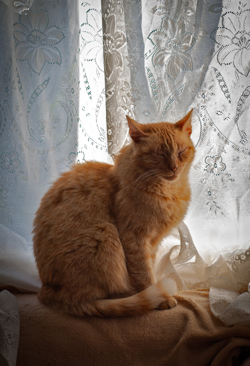 Котаракът на Алиса от валентина йотова - yotovava