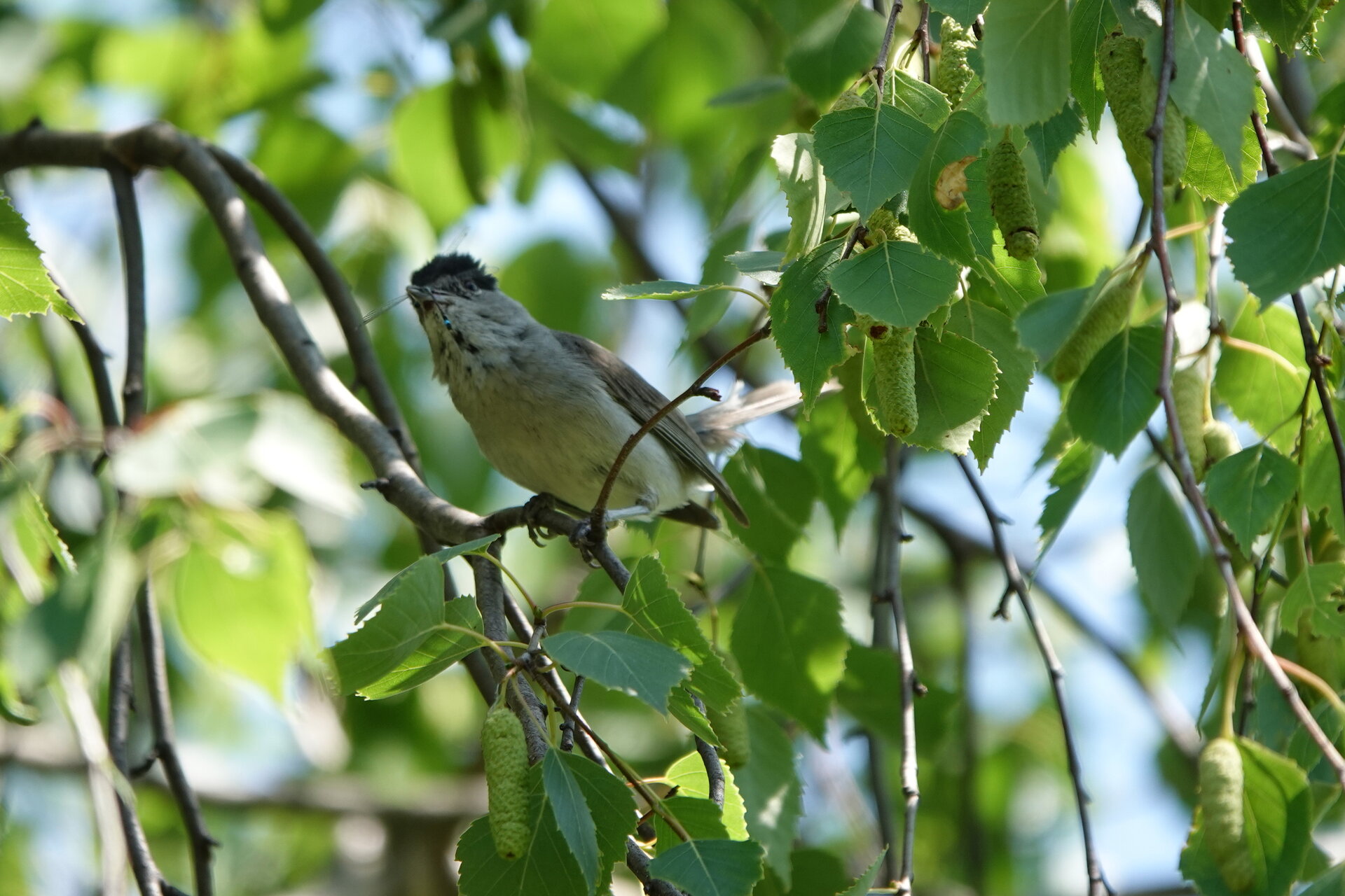 Улов и песен за любимата от Marina Nizamska - marinizam