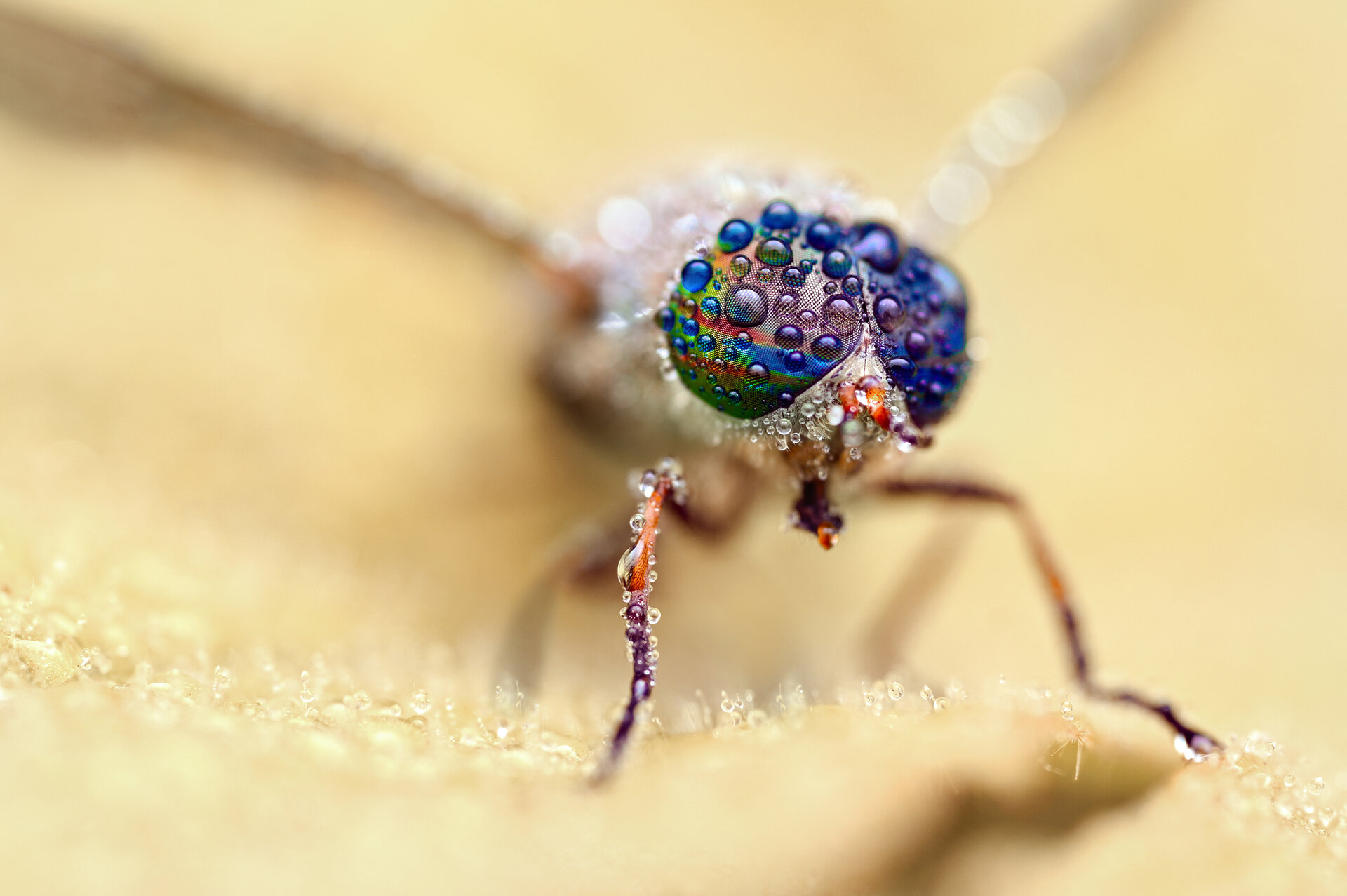  от Tsvetan Ganev - ceclii