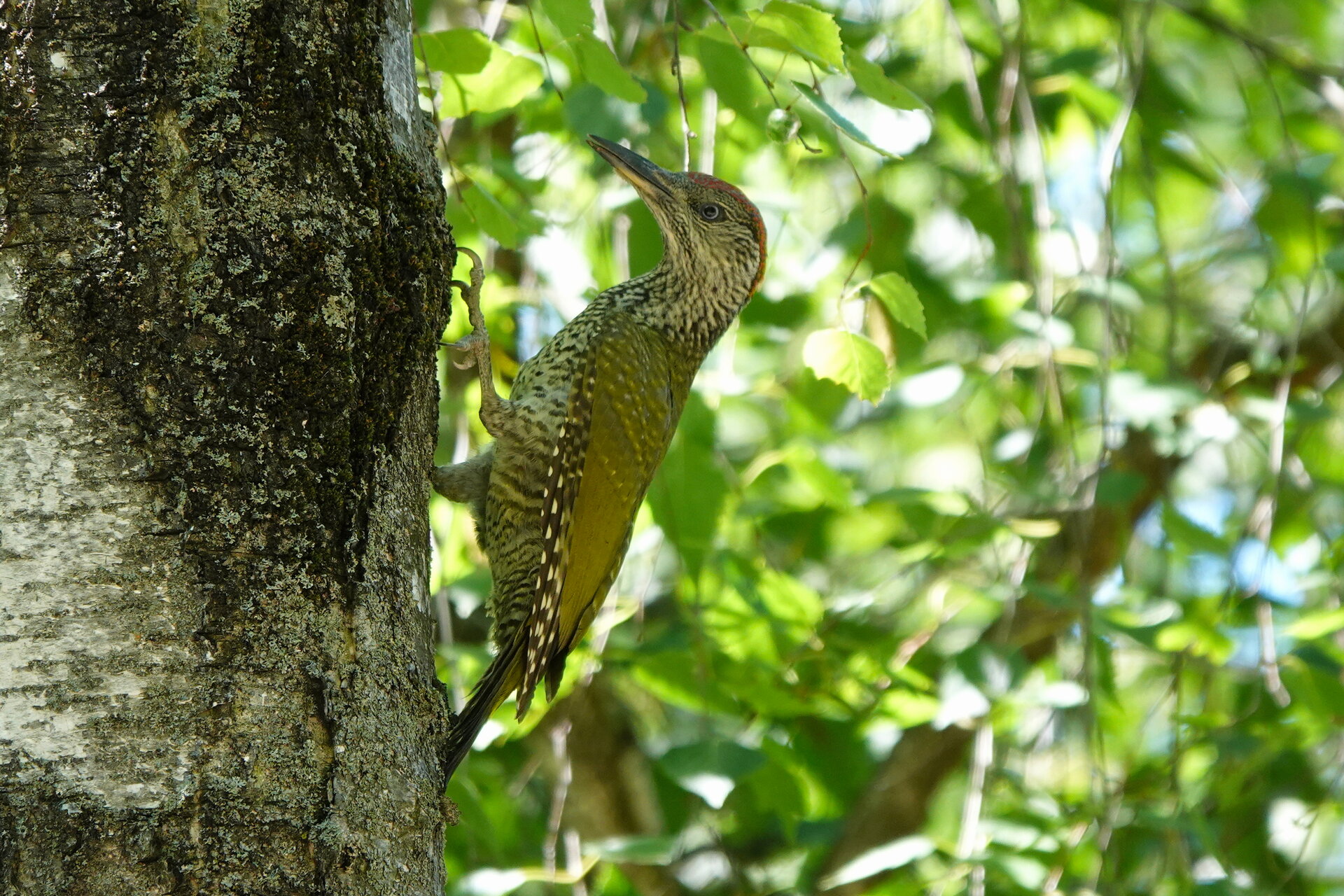 Зелен кълвач - самка от Marina Nizamska - marinizam