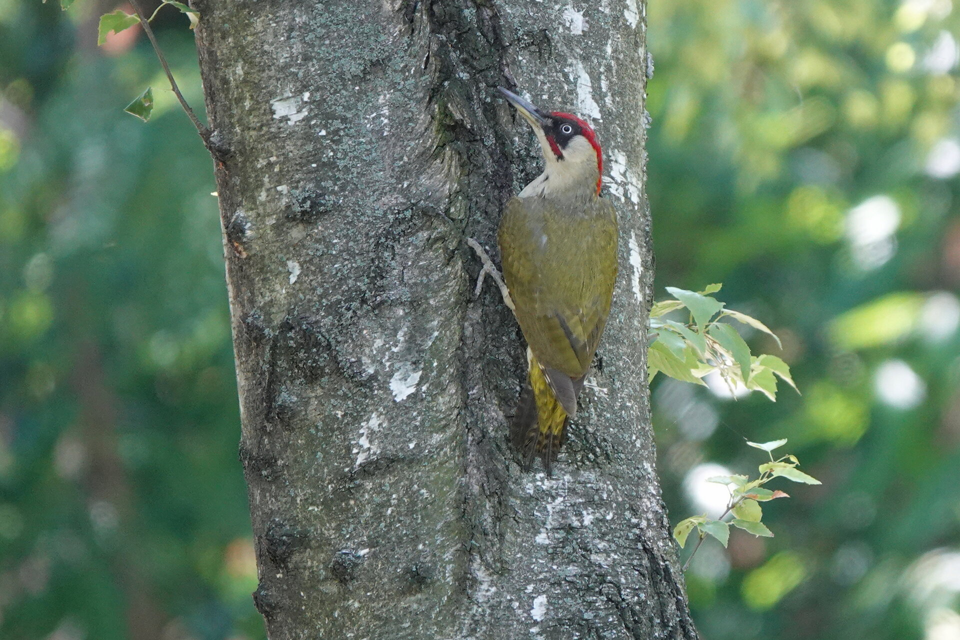 Зелен кълвач - самец от Marina Nizamska - marinizam