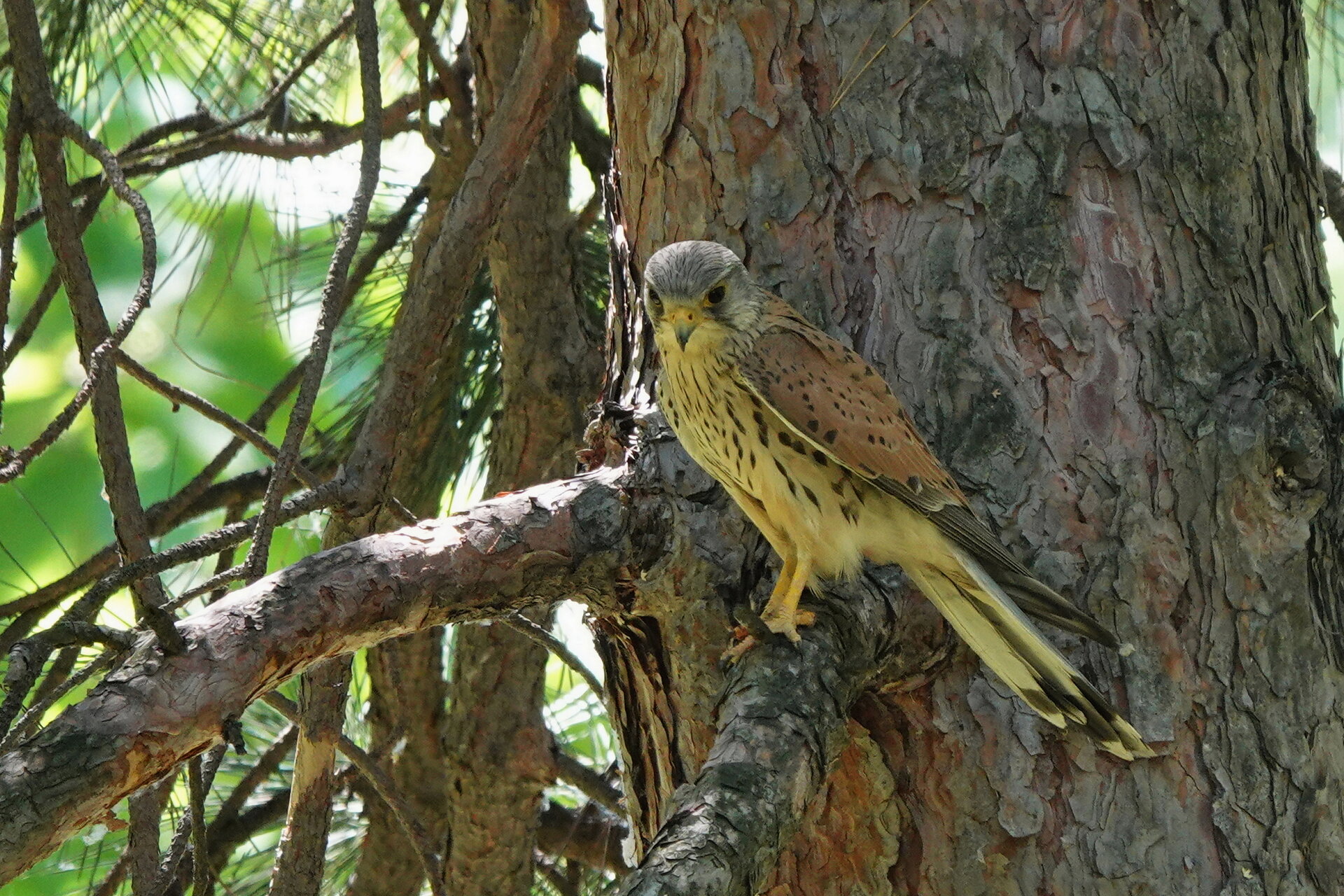 Керкенез, самец от Marina Nizamska - marinizam