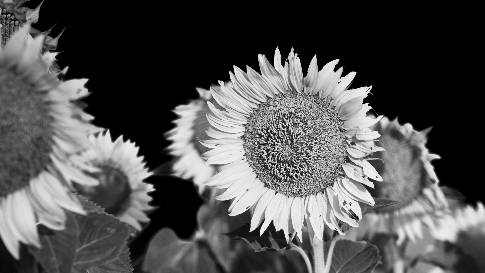 Слънчогледи в черно бяло от Milen Mladenov - resco