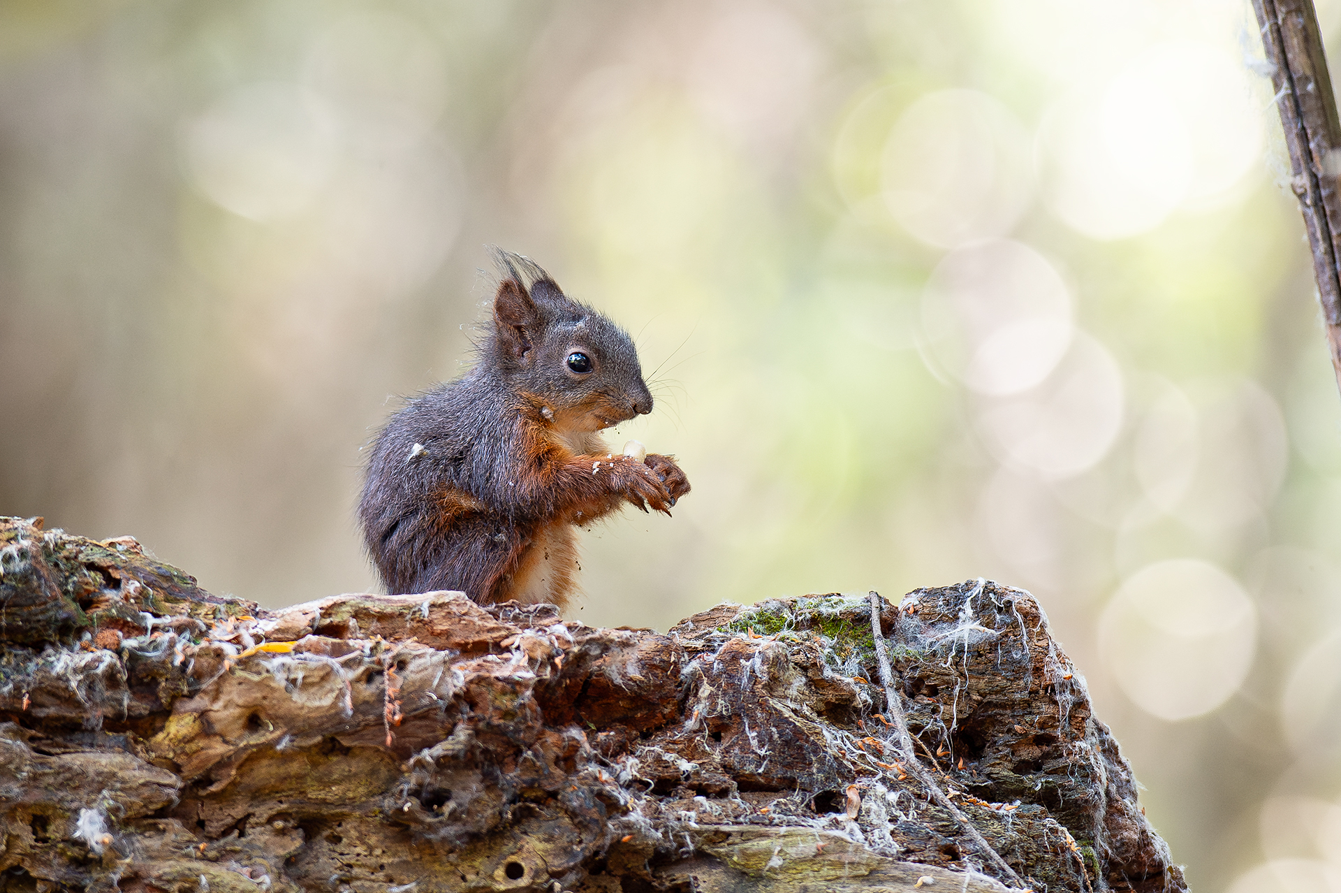 Катерица от Andrey Angelov - kaschei