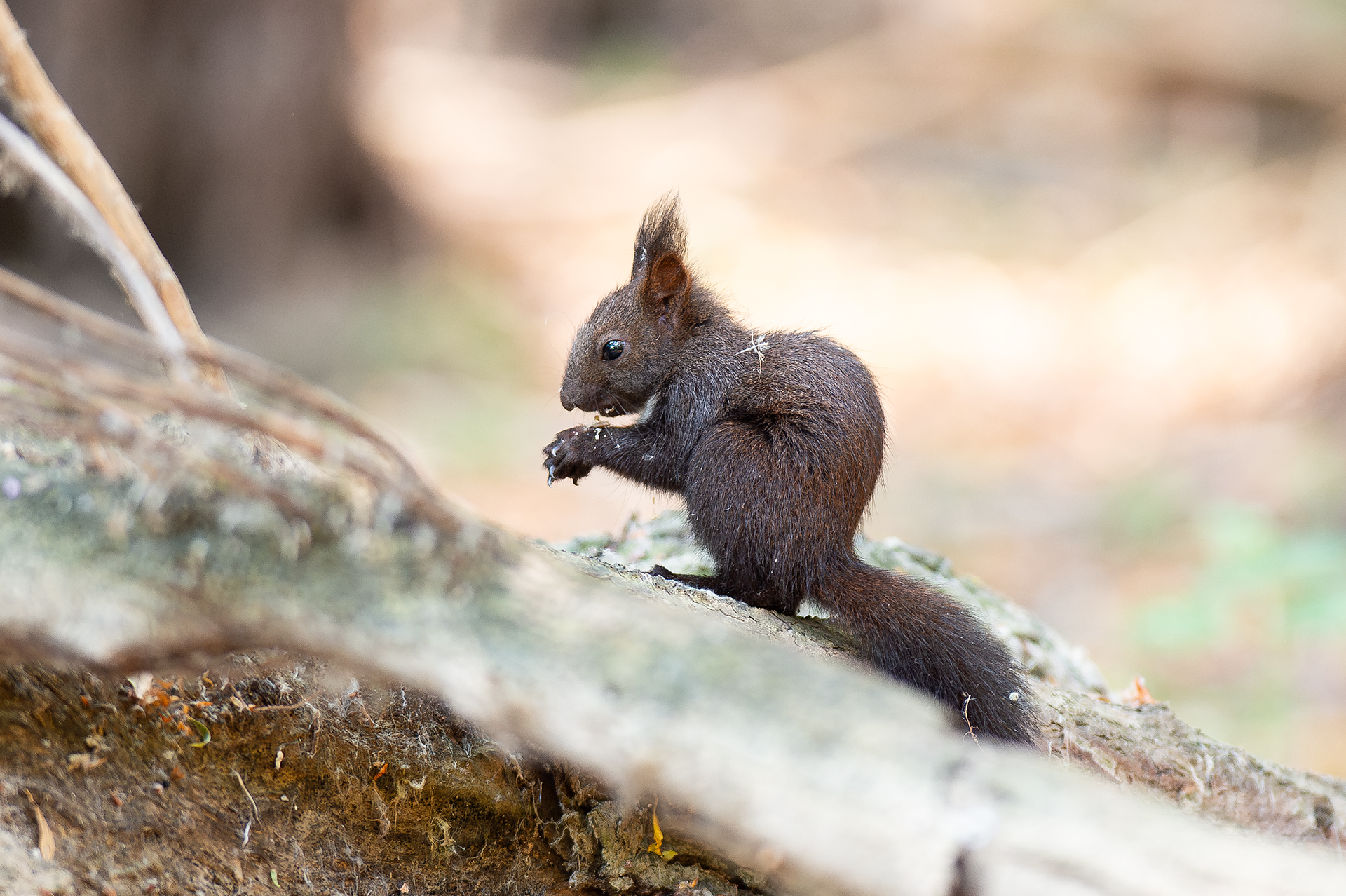 Катерица от Andrey Angelov - kaschei