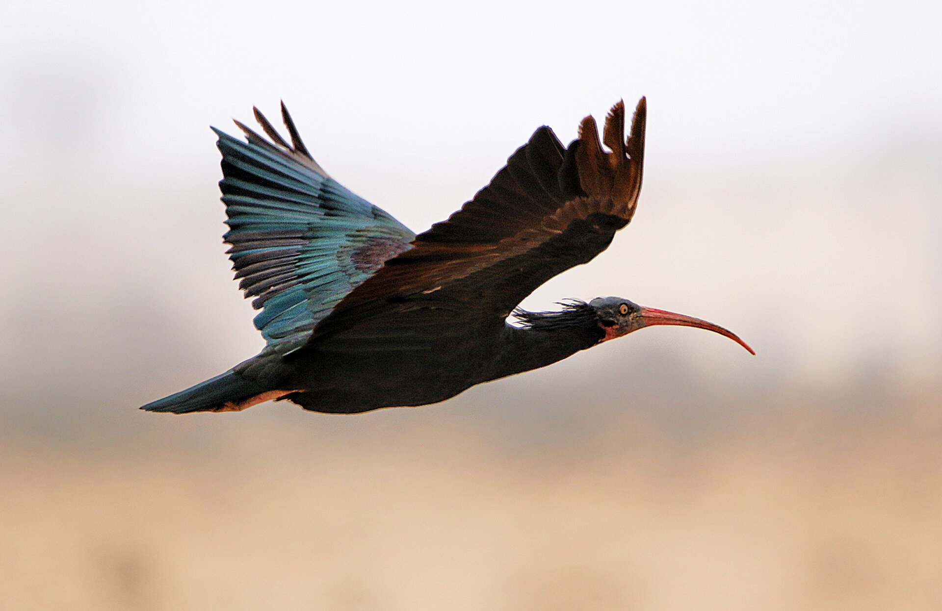 Плешив Ибис (Geronticus eremita) от  - MAGELAN