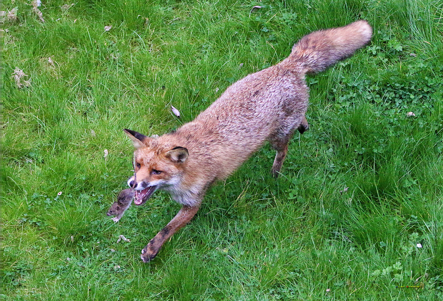 Лисички от  - MAGELAN