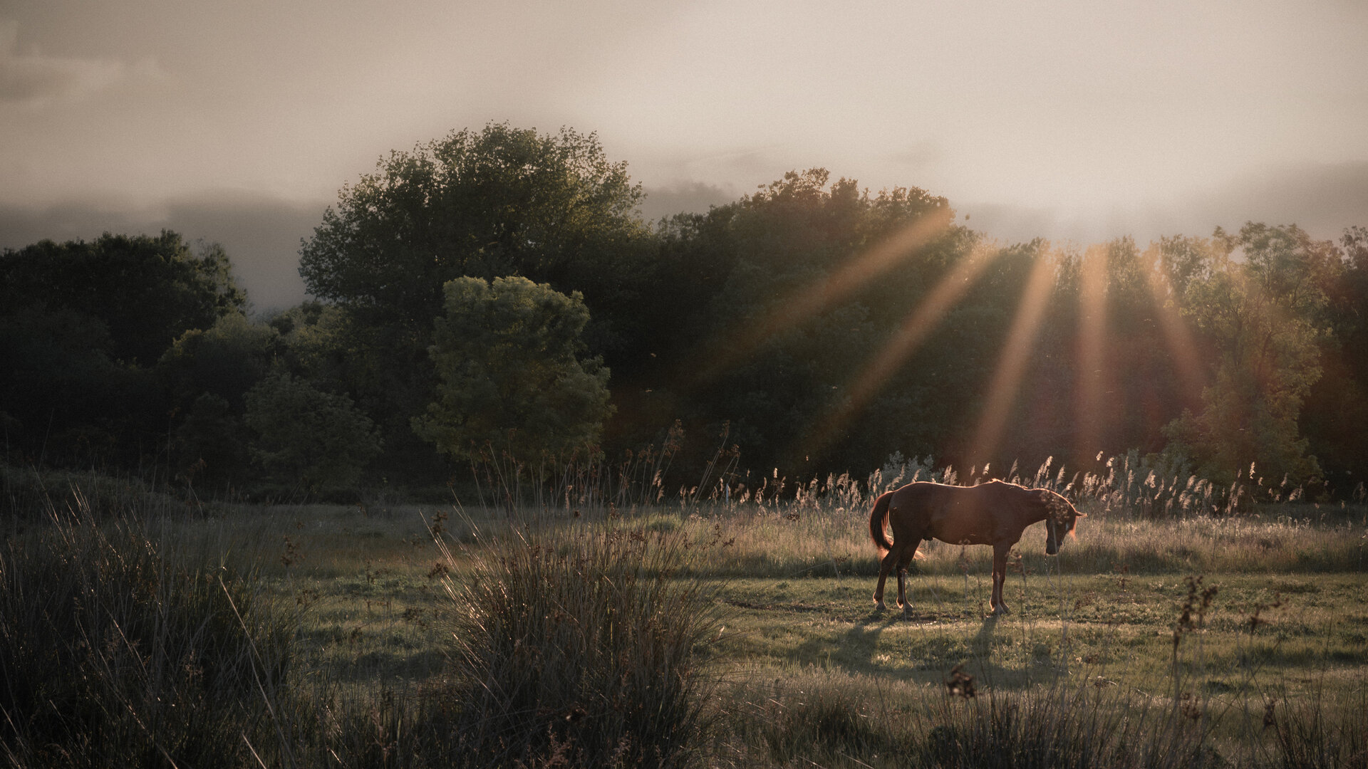 Погалени от залеза от Павел Трифонов - shikantaza