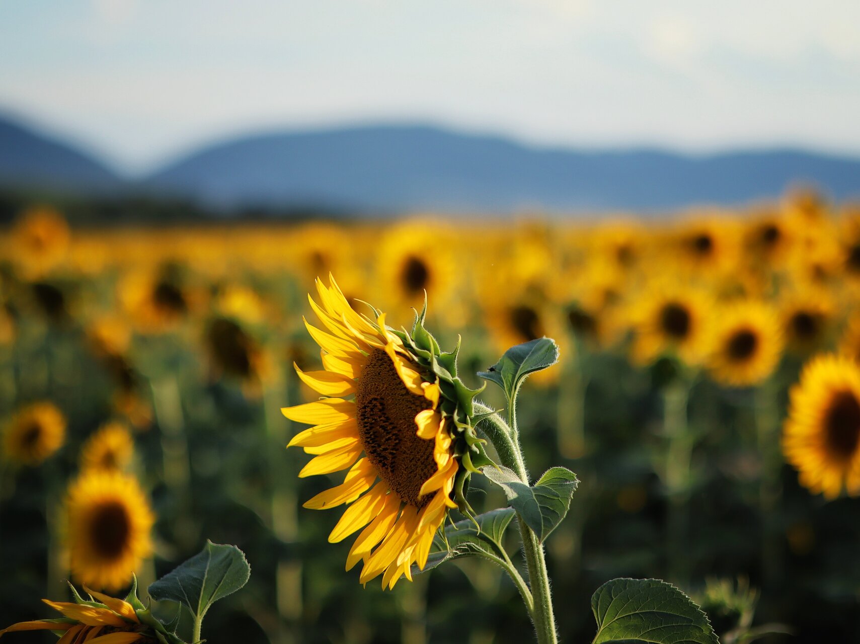 Слънчогледов шепот от Reni Ch - reni_ch