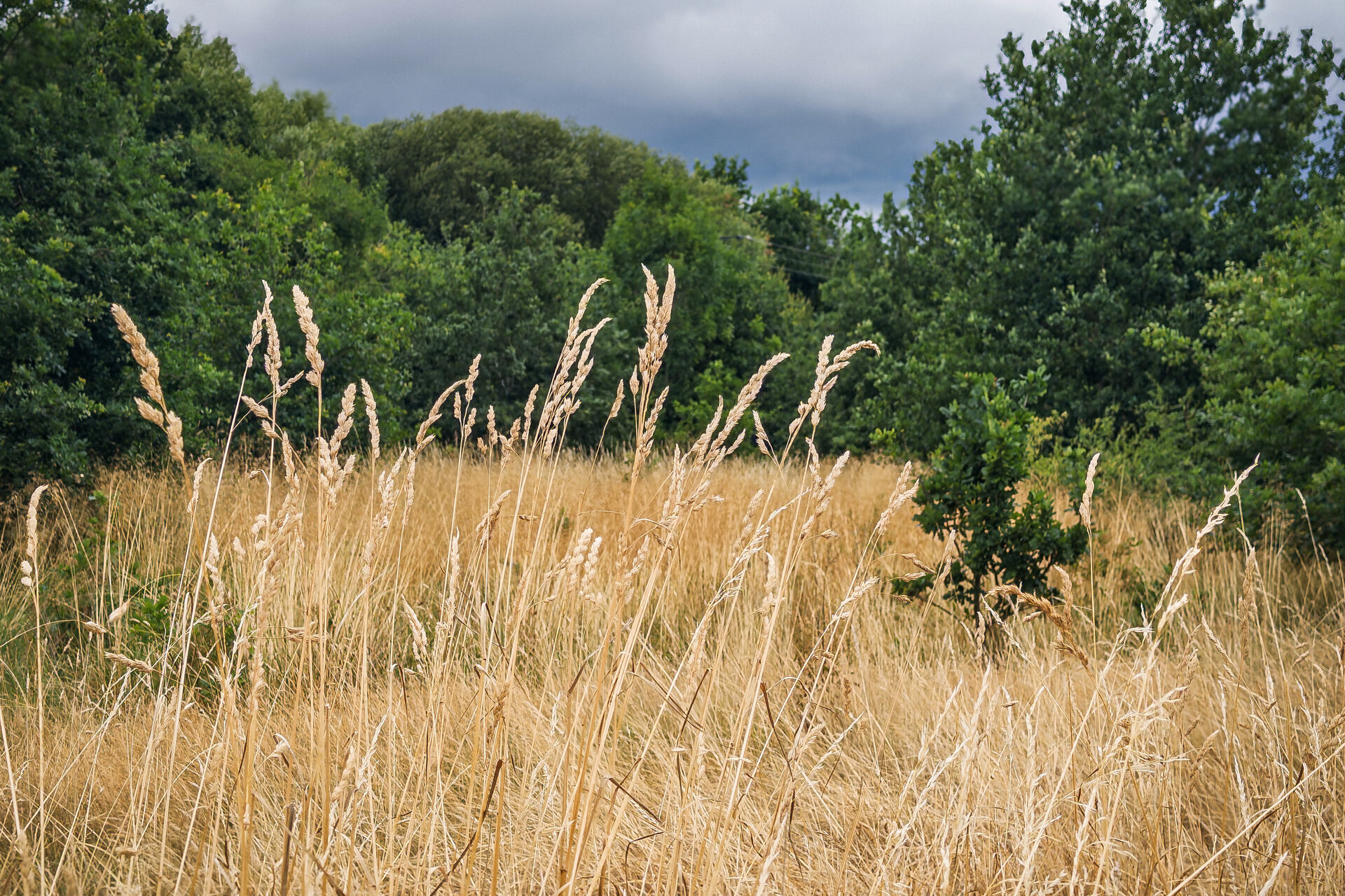 Пред нас са блеснали... от Владимир Димитров - nyamago