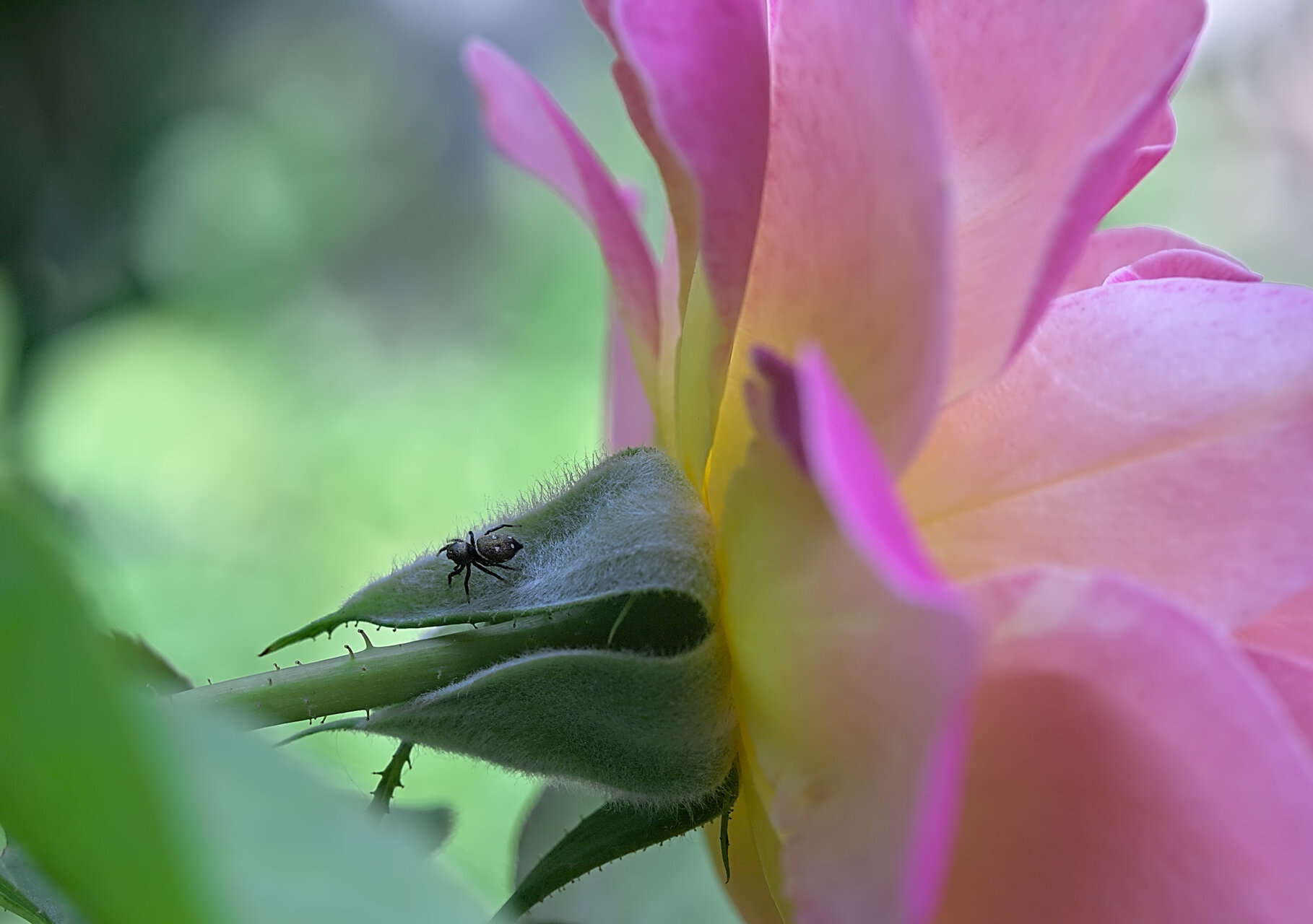 Ловно поле - роза от Stoqn - fotocrop