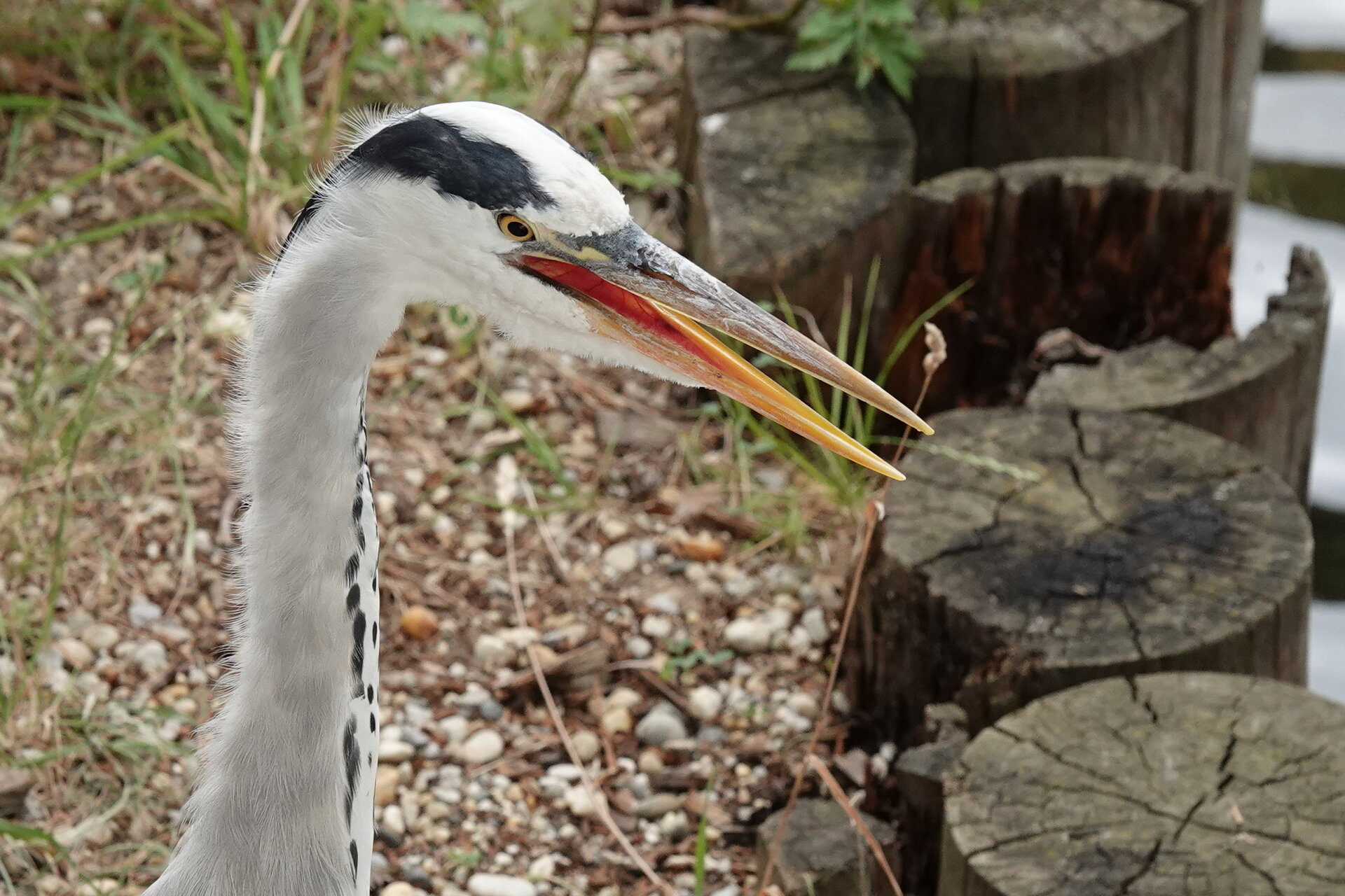Шепотът на чаплата от Marina Nizamska - marinizam