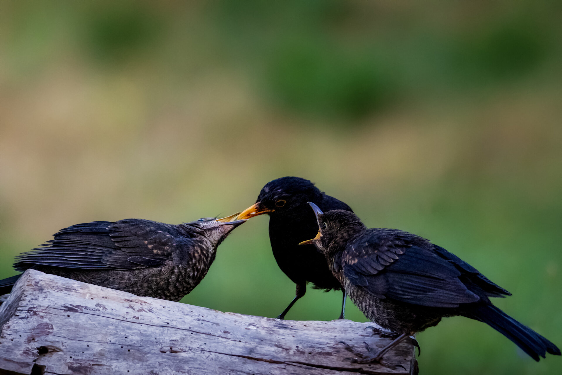 Време за закуска от Miroslav Nikolov - Mironiko