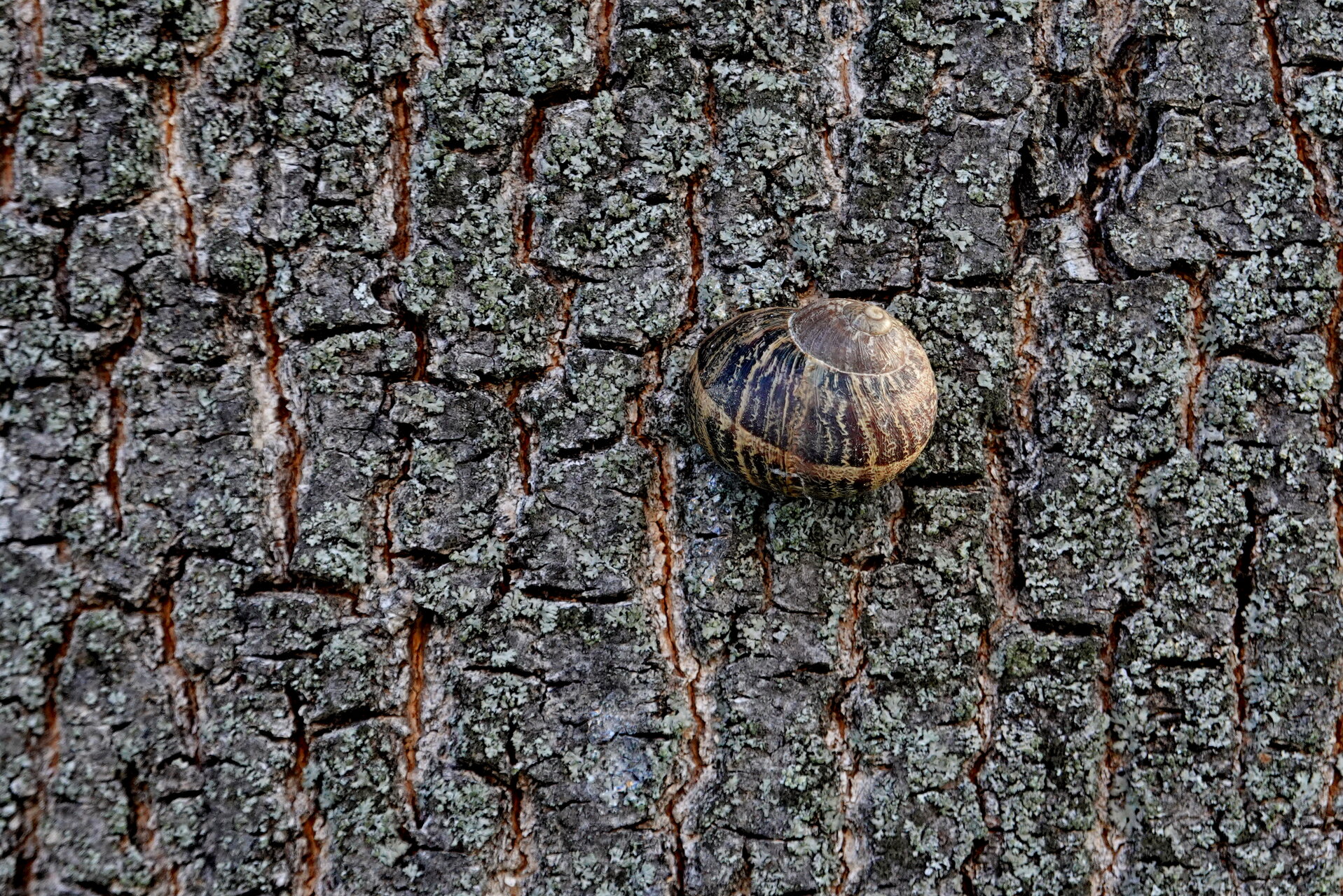Камуфлаж на спокойствието от Marina Nizamska - marinizam