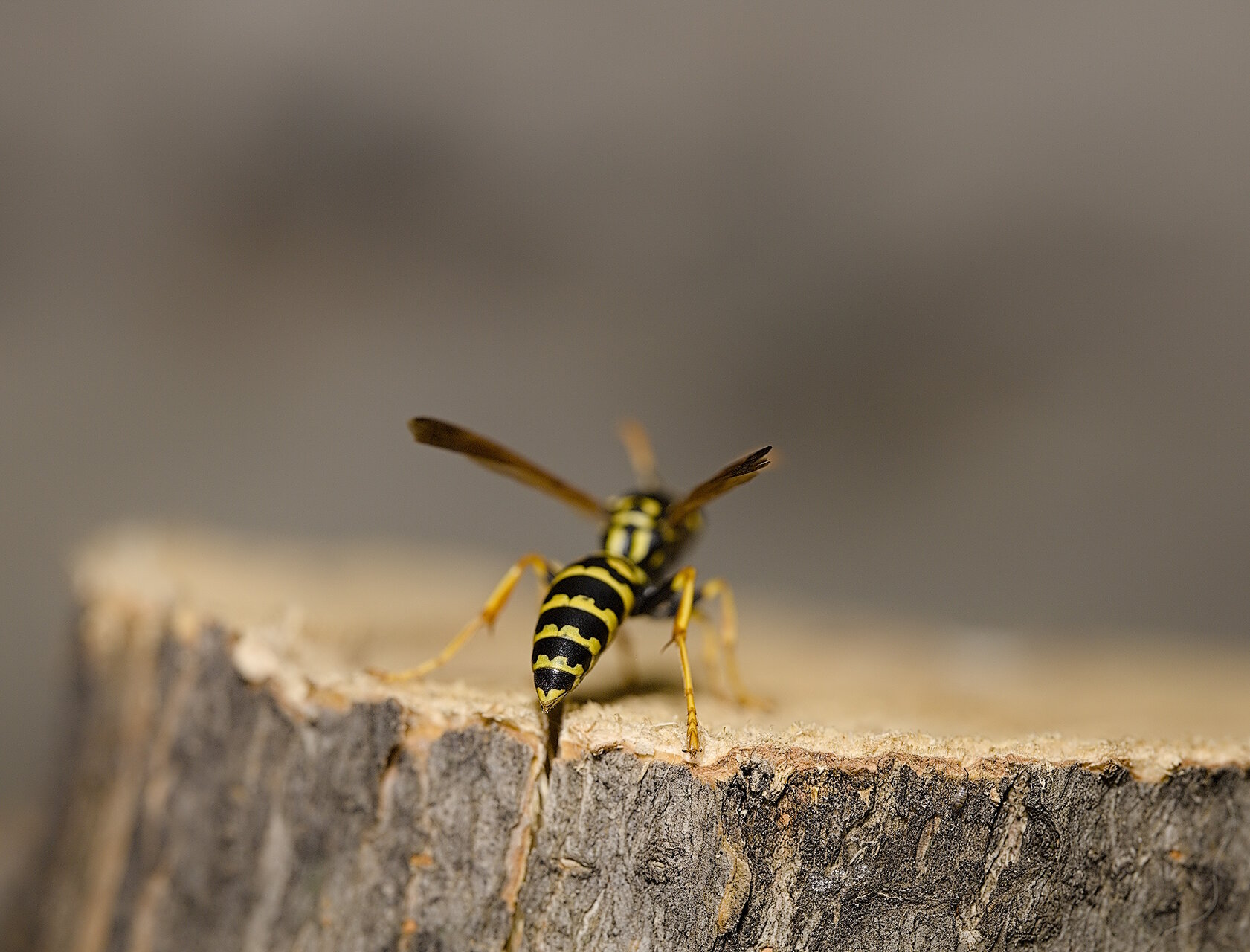 Не ме докосвай! от Stoqn - fotocrop