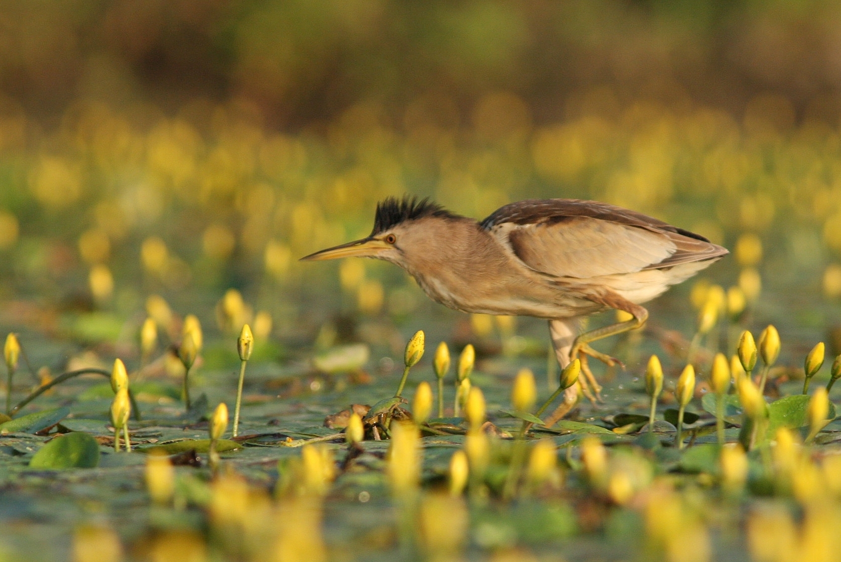 Щитолистни какички от Илиян Вълчанов - mun4o