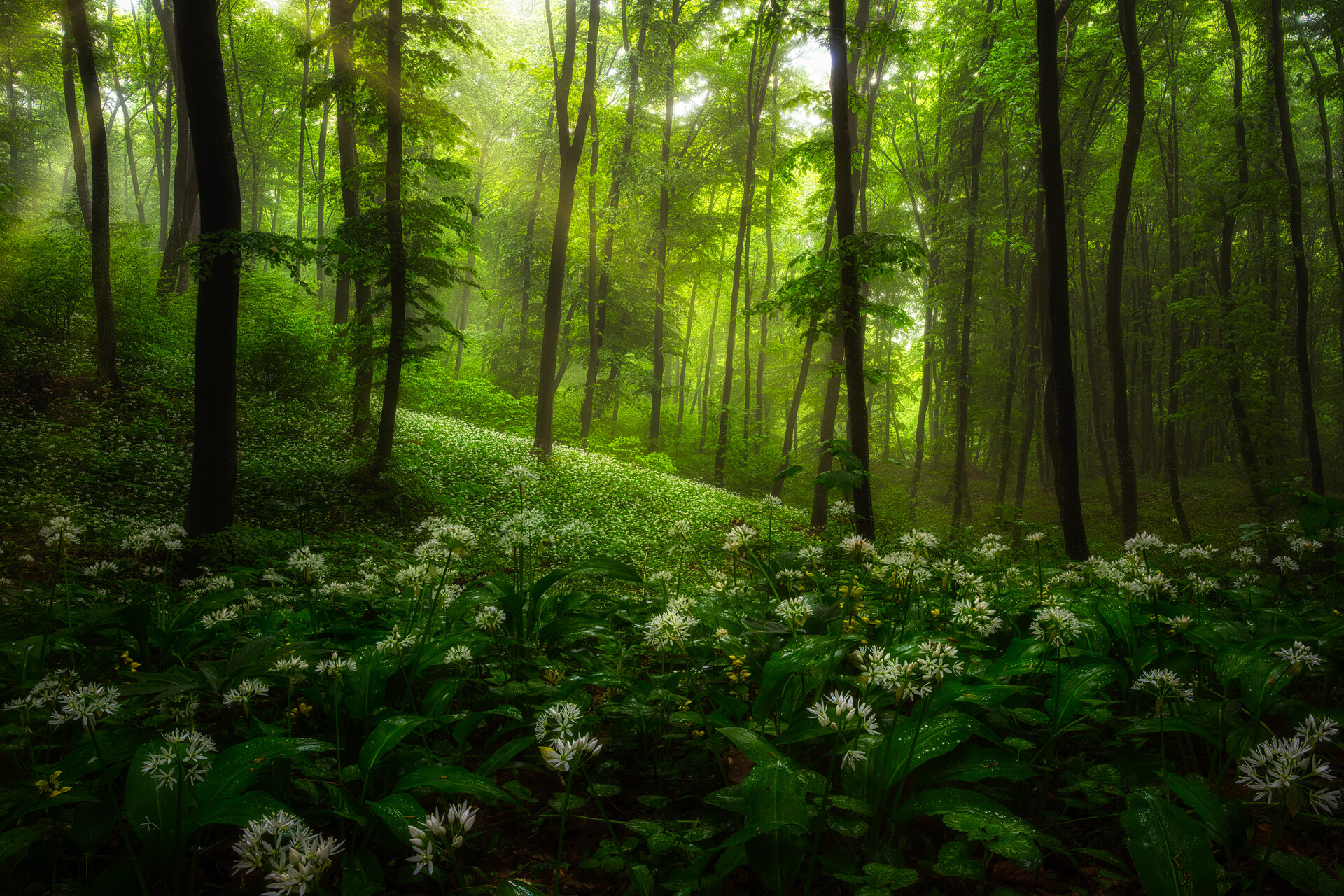 Cleansed от Hristo Yordanov - ATHOM