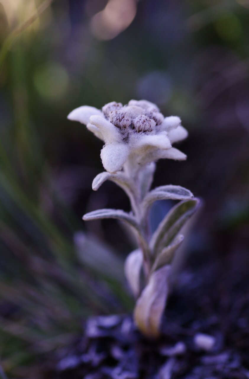 Еделвайс от Иван Иванов - Posledenzalez