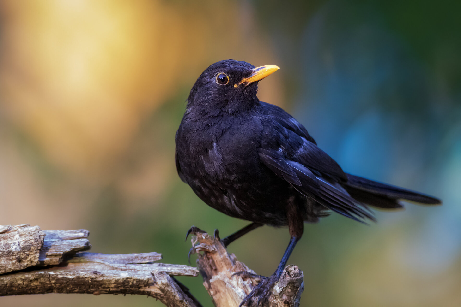 Кос от Miroslav Nikolov - Mironiko