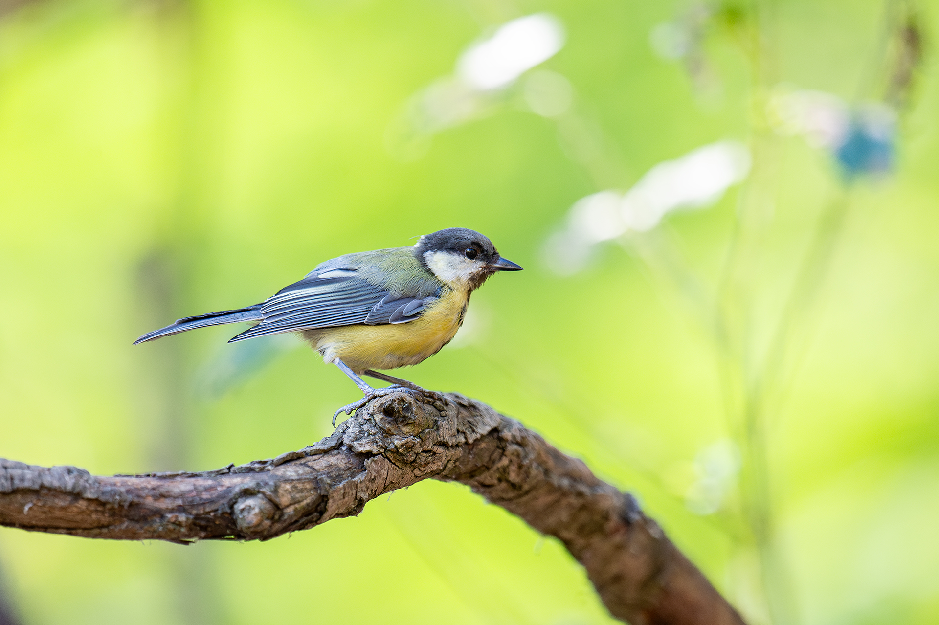 Голям синигер от Andrey Angelov - kaschei