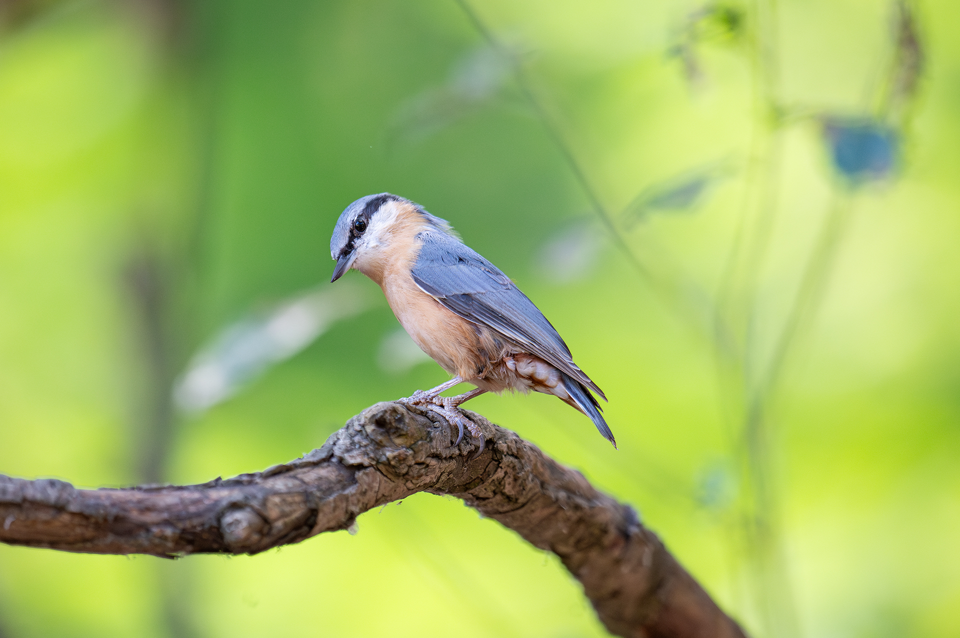Горска зидарка от Andrey Angelov - kaschei