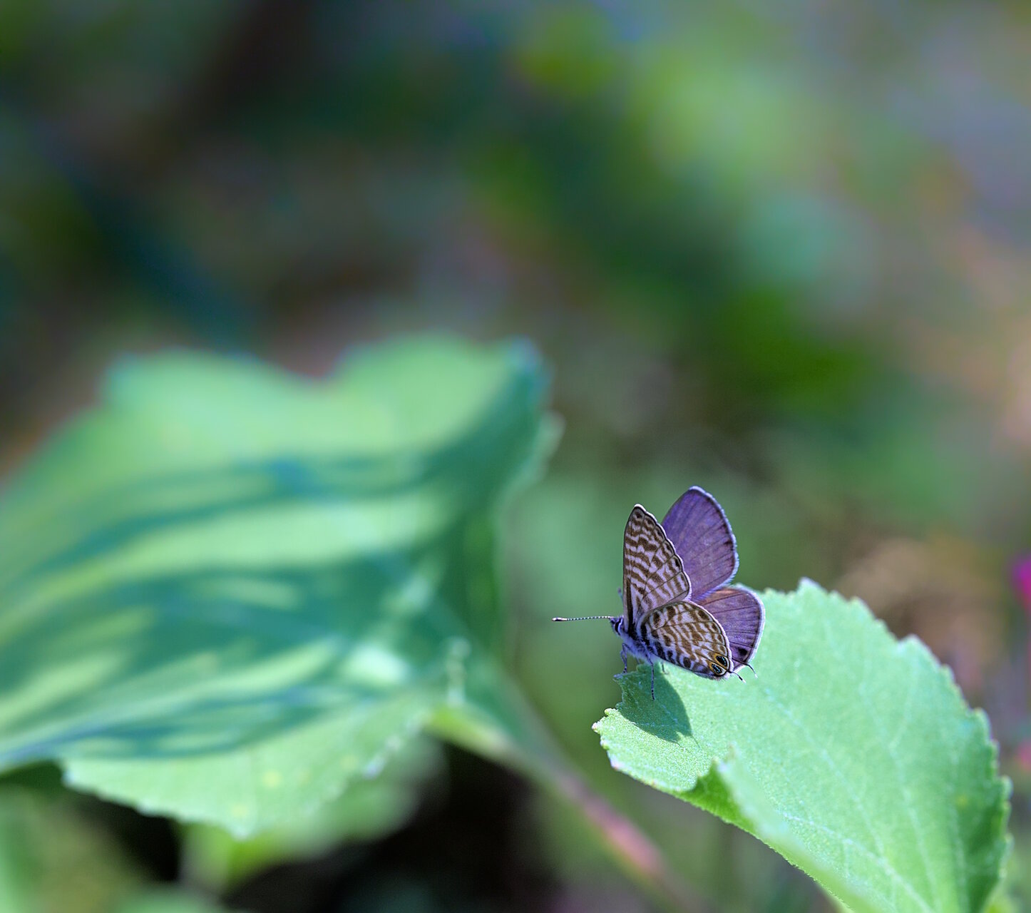 Шарен свят от Stoqn - fotocrop