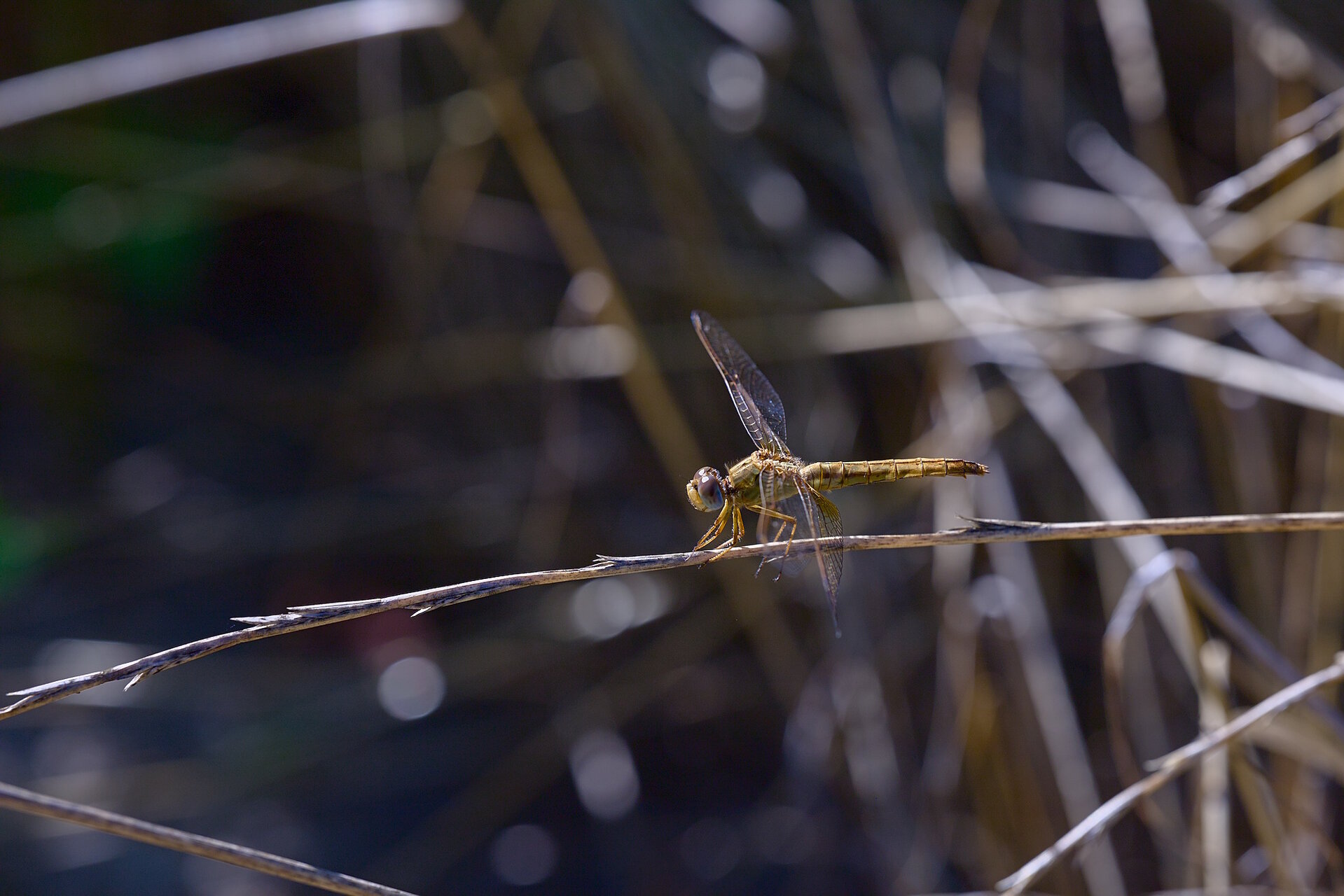 На слънце от Stoqn - fotocrop