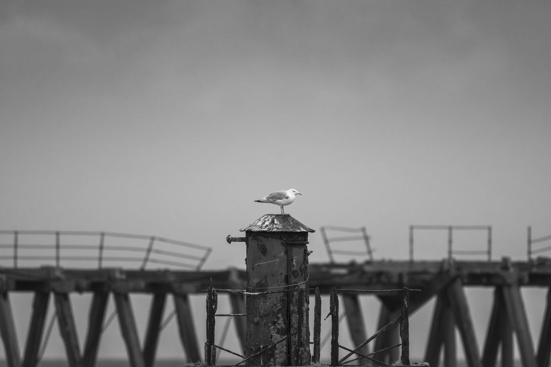 Blyth от Peter Igrev - Петър_Игрев