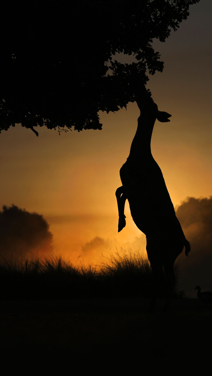 Закуска по изгрев от Dimitar Nedelchev - dametoo