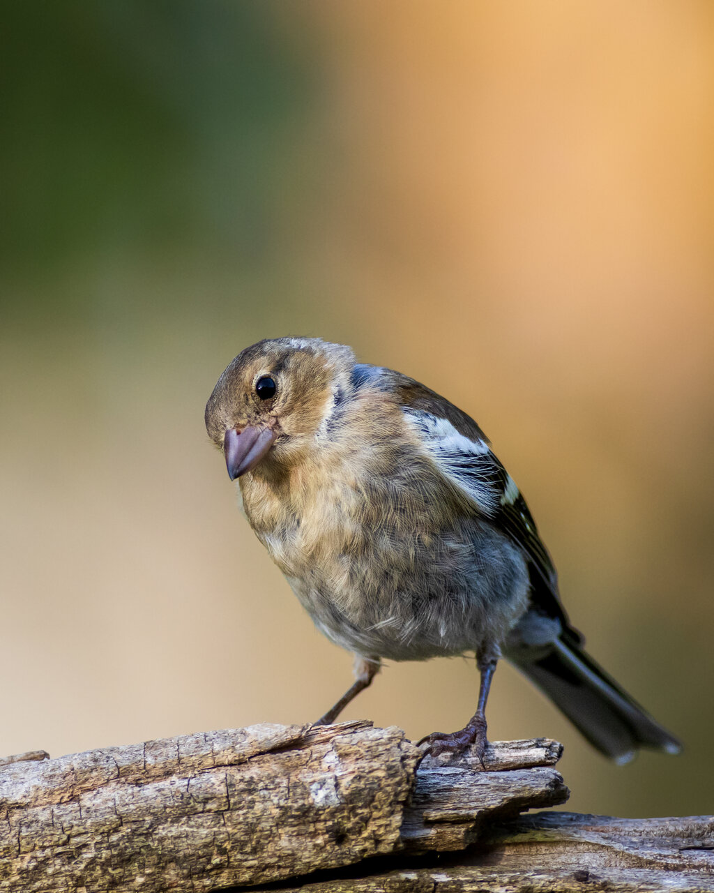 Обикновена Чинка от Miroslav Nikolov - Mironiko